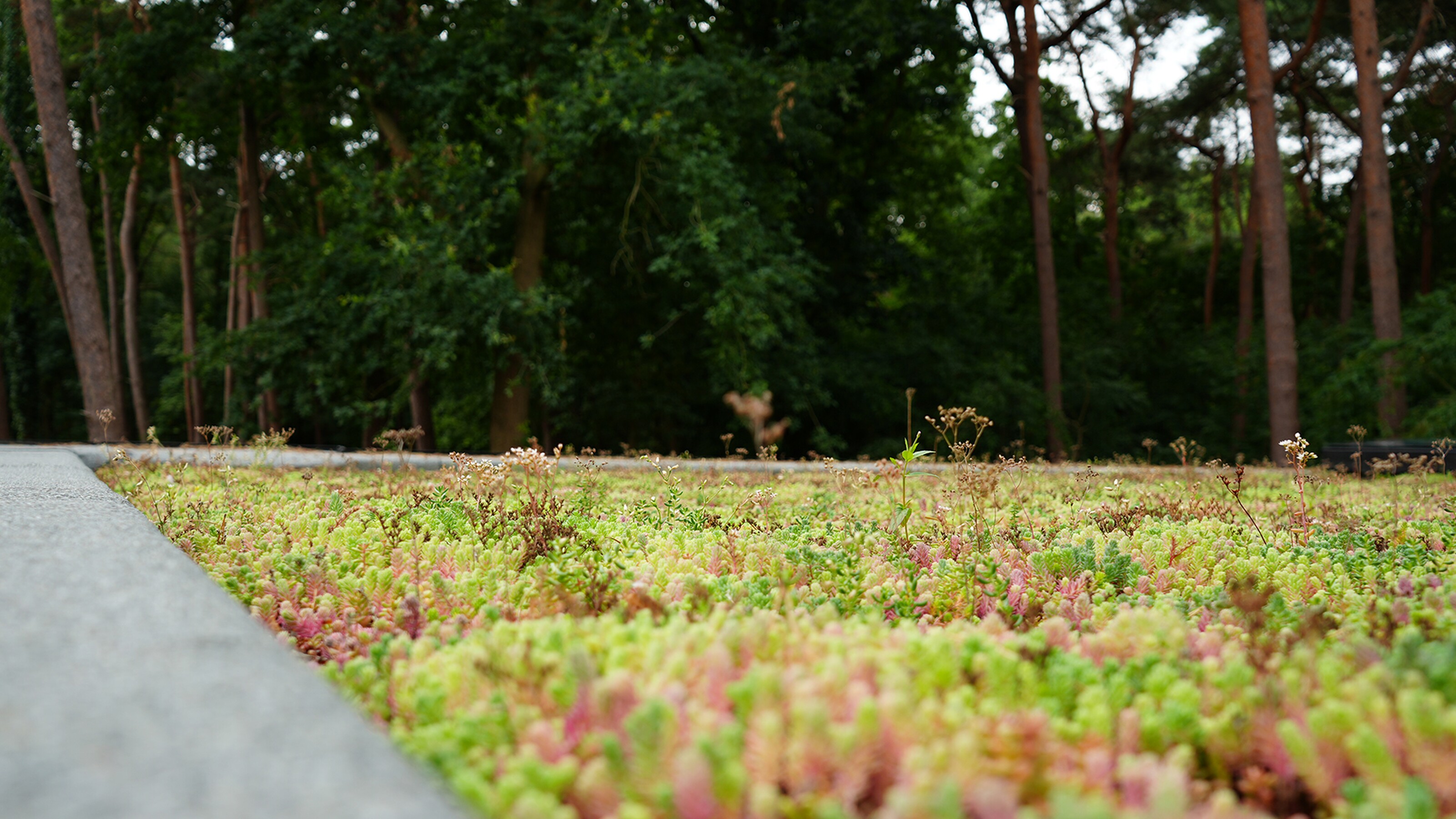 Zonnig park met pad links en bloeiende planten langs de rand, bomen op de achtergrond