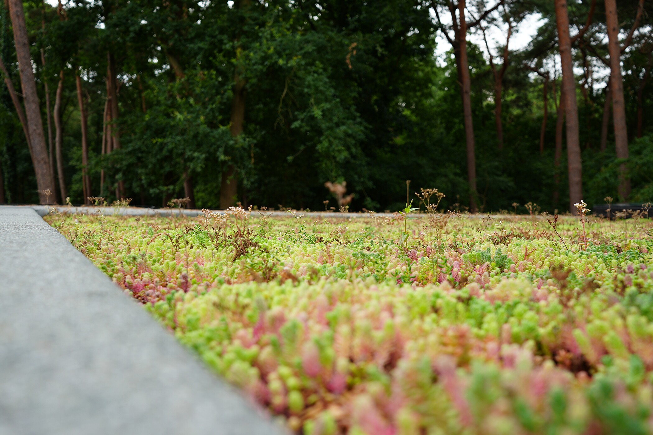 Laag planten naast betonnen rand, met bomen op de achtergrond.