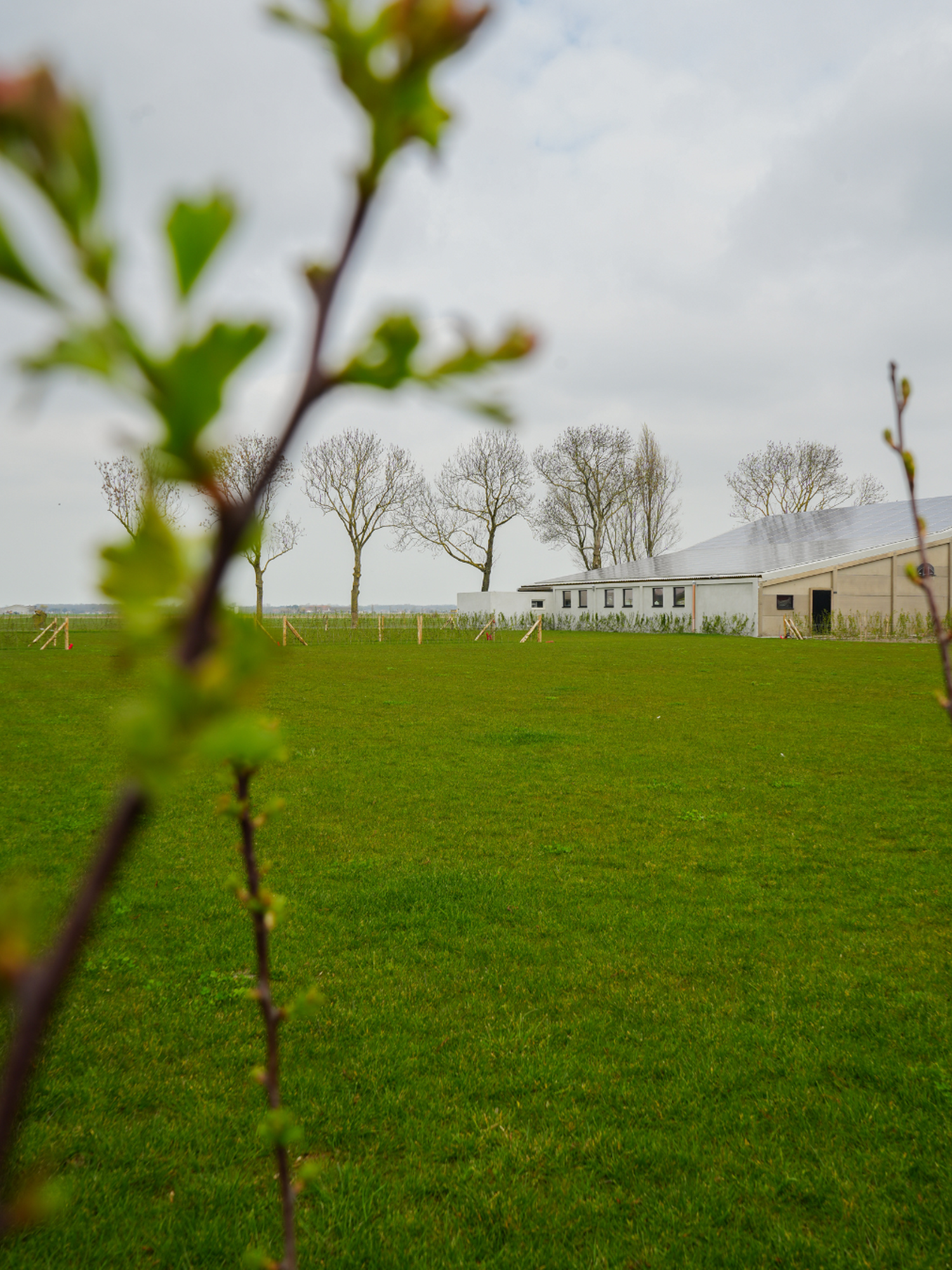 Foggy green field with bare trees and a distant barn on a hill