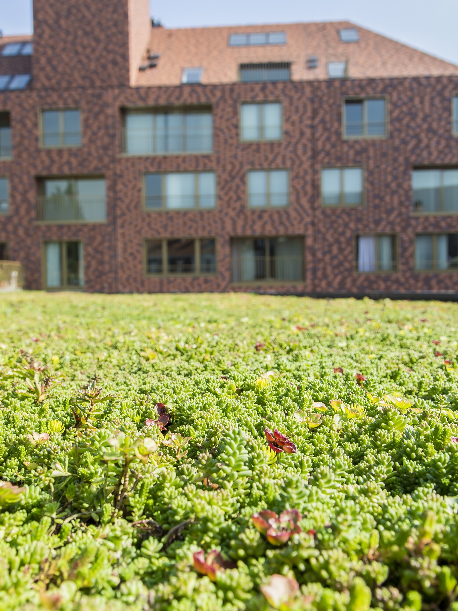 Brick apartment building behind a wide grassy lawn with small red flowers