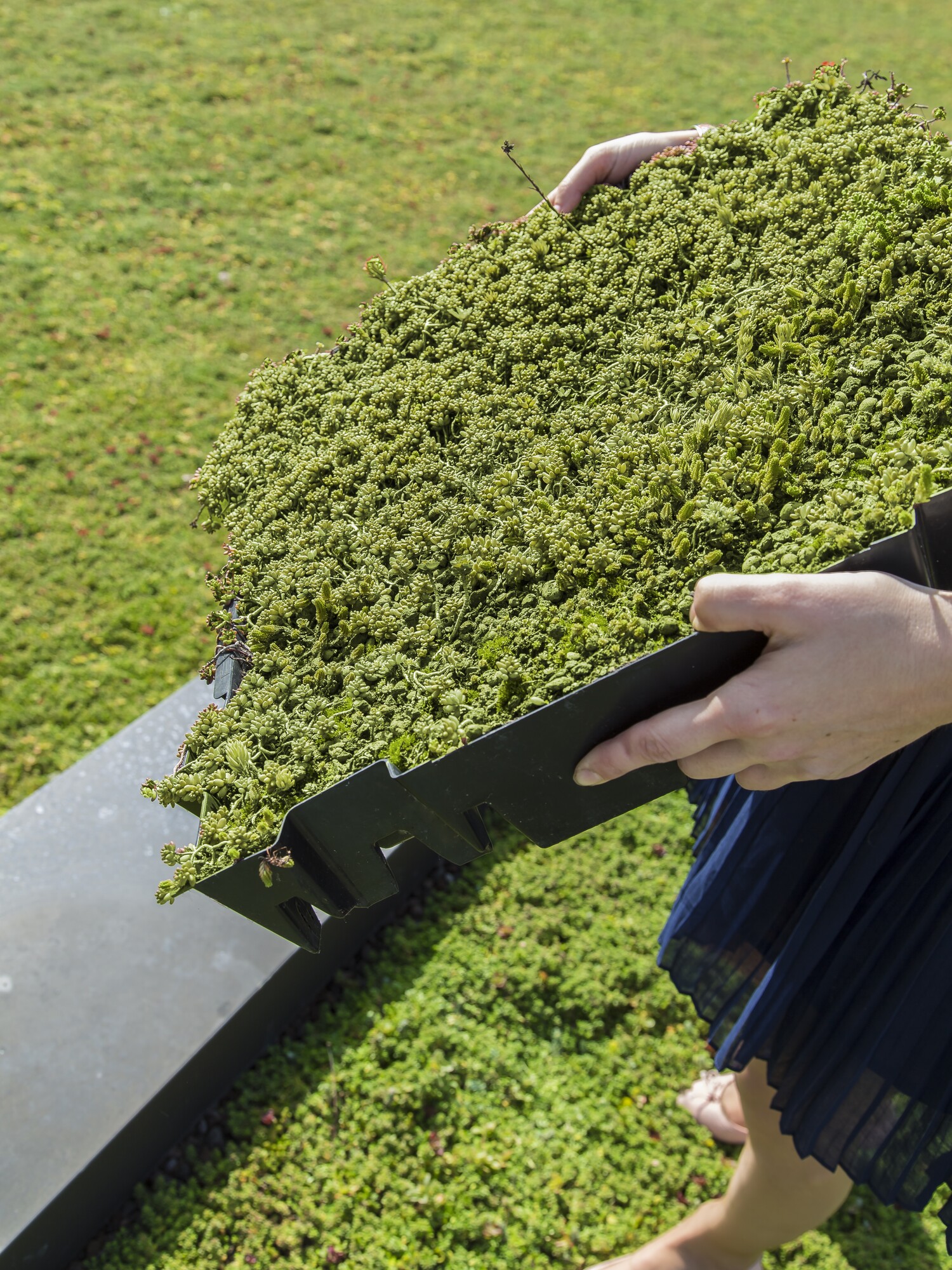 Person holding a scoop of chopped green leaves beside a large pile on the ground