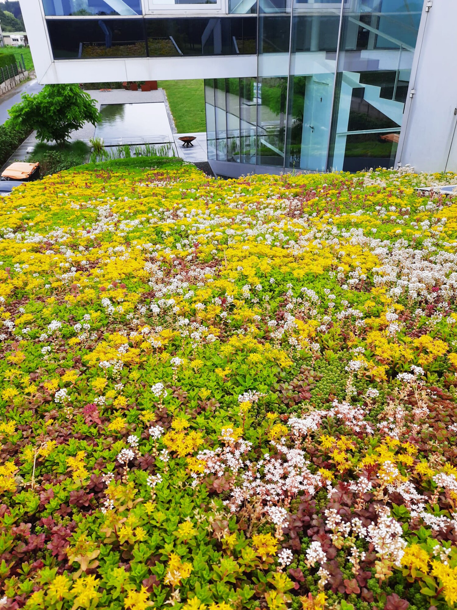 Yellow and pink groundcover flowers in front of a modern glass building