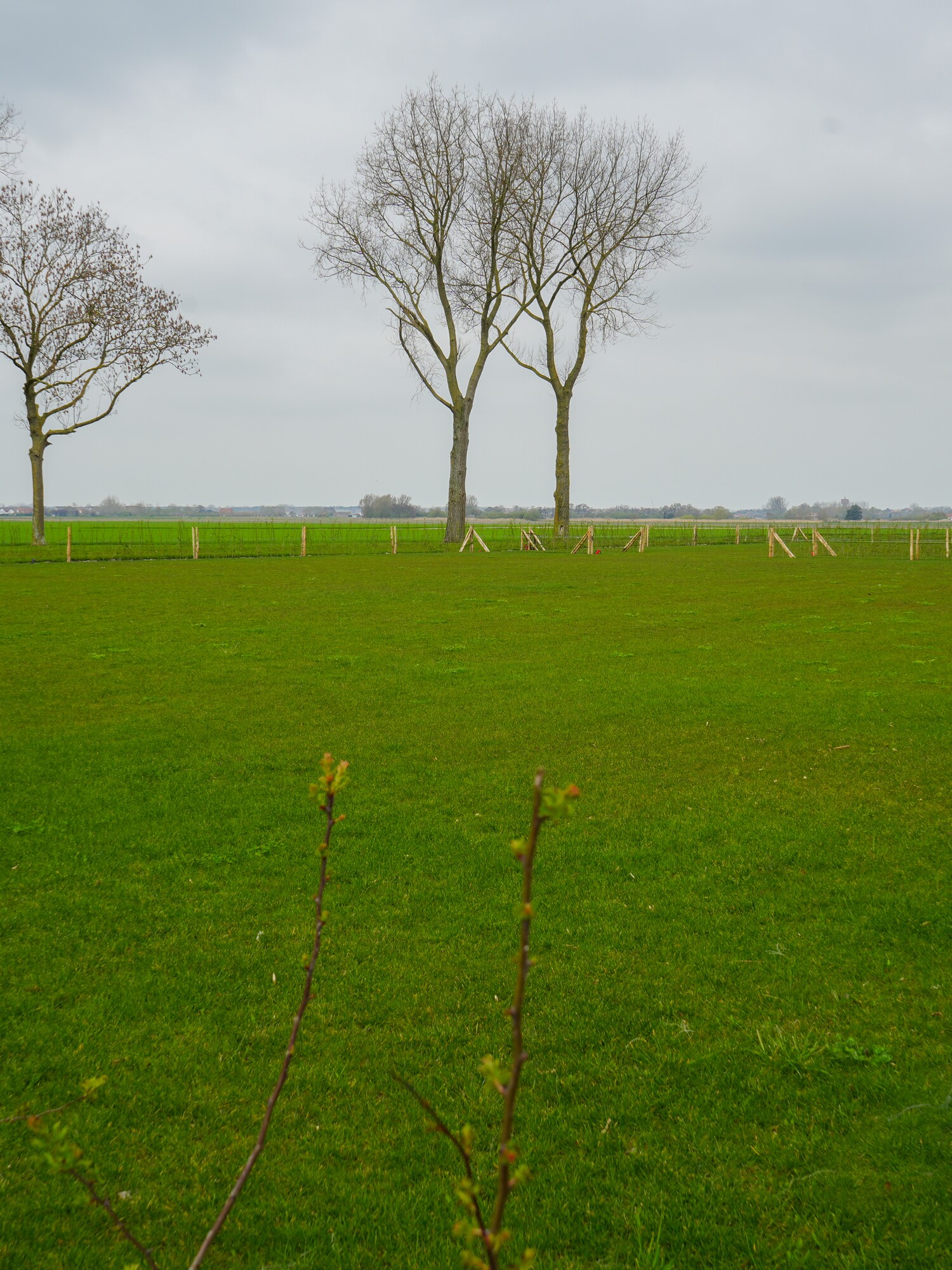Champ vert avec des arbres dénudés sous un ciel nuageux