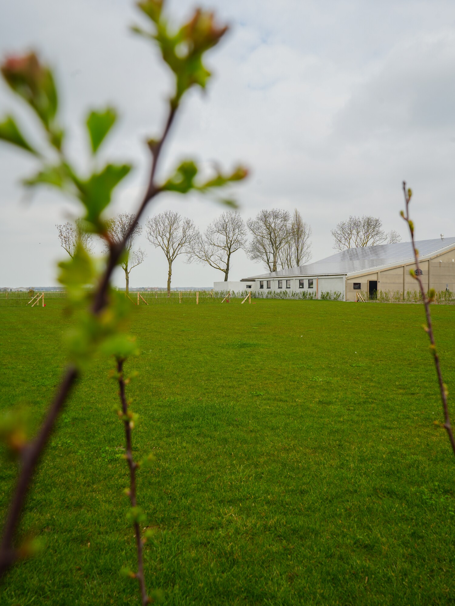 Leafy branches framing a green field with distant trees and a small building under a grey sky