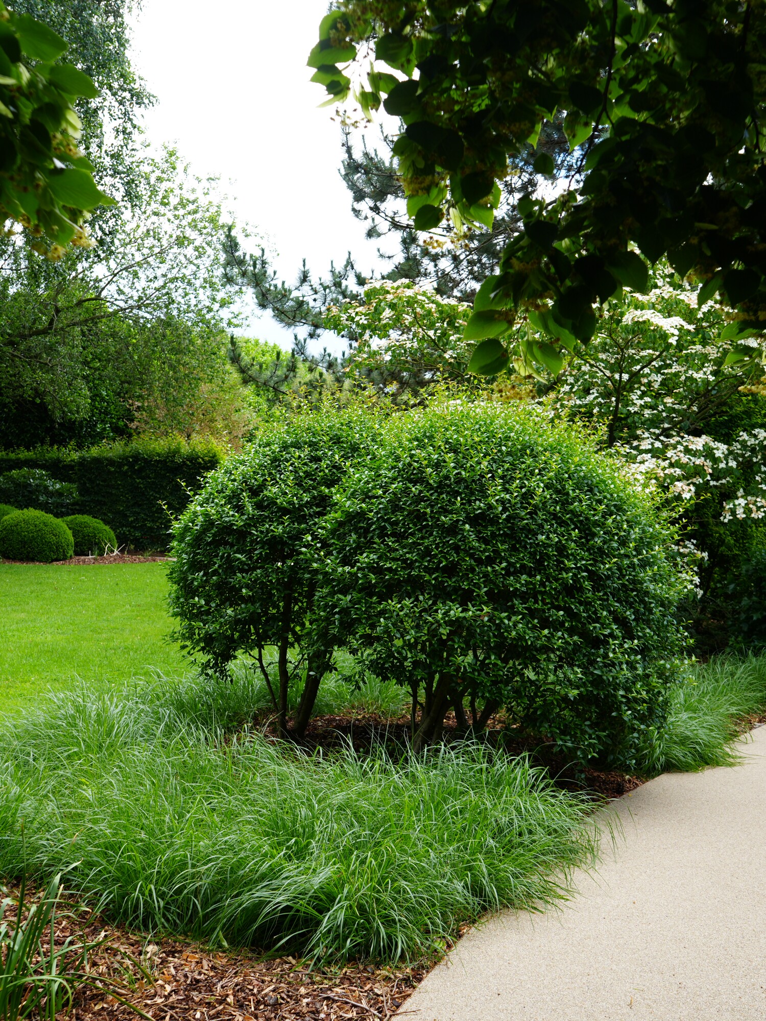 Winding path through a lush green garden with trimmed shrubs and trees