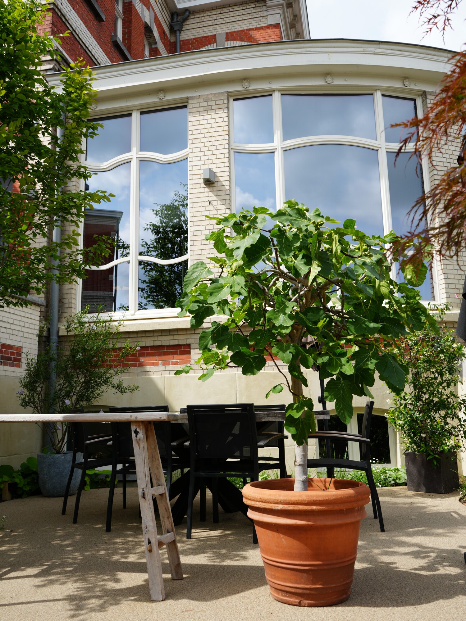 Large potted plant on terrace in front of a modern building with large windows