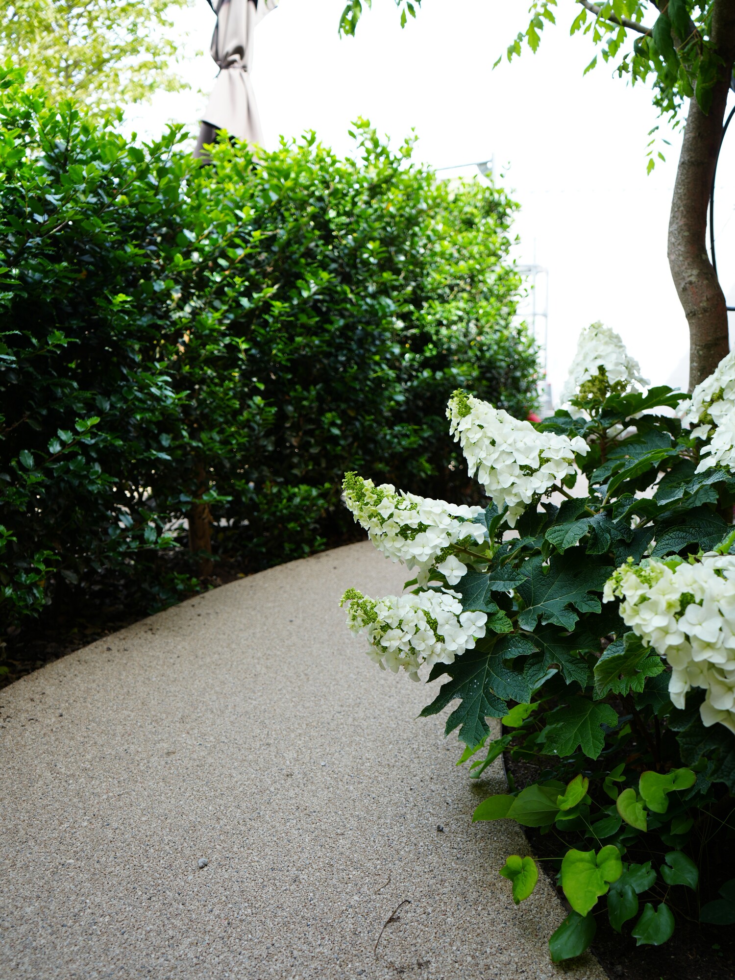 Winding garden path along a green hedge and white-variegated leaves in the sun