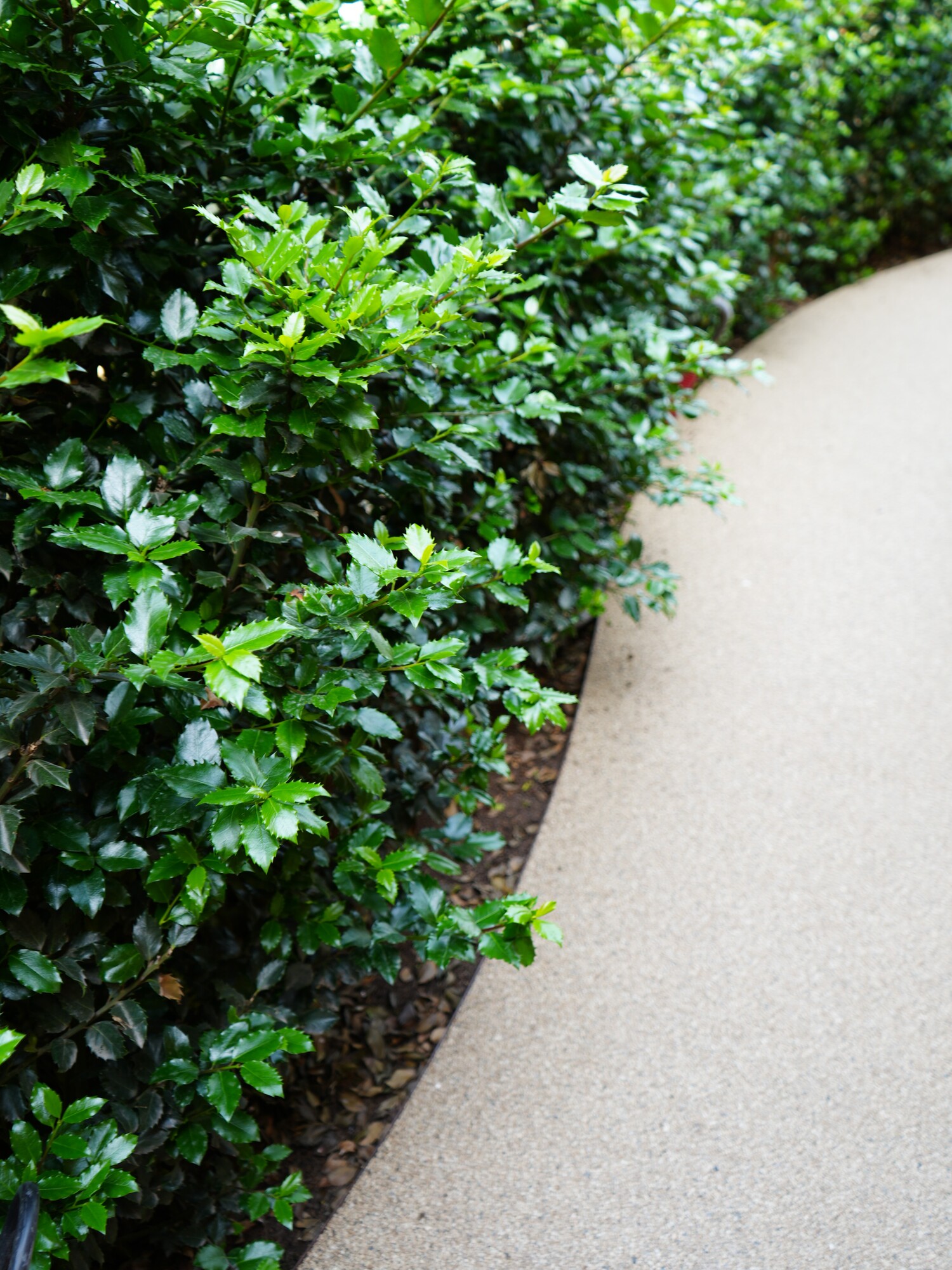 Winding concrete garden path alongside dense green shrubs