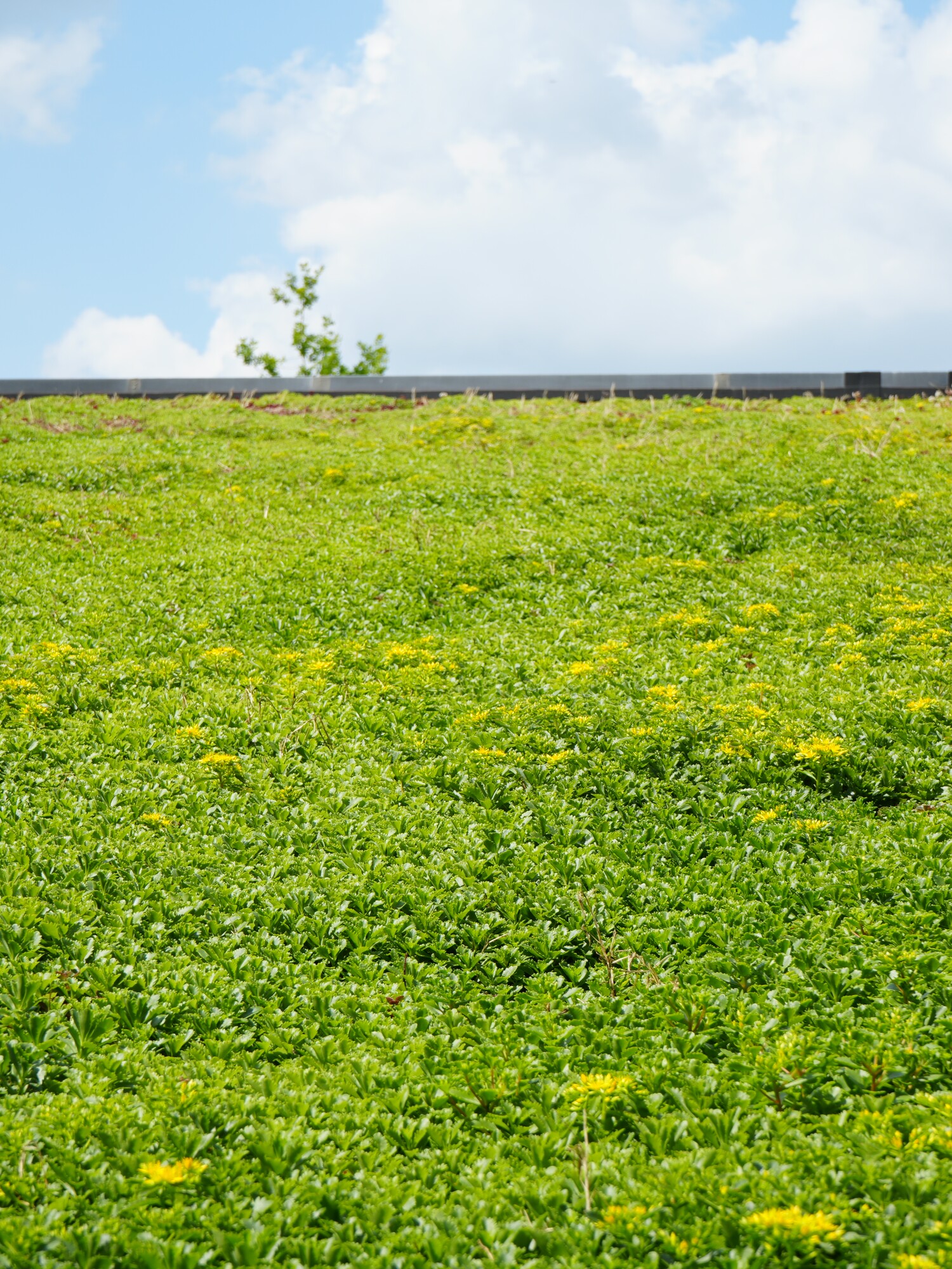 Green grassy hilltop under a blue sky with scattered clouds