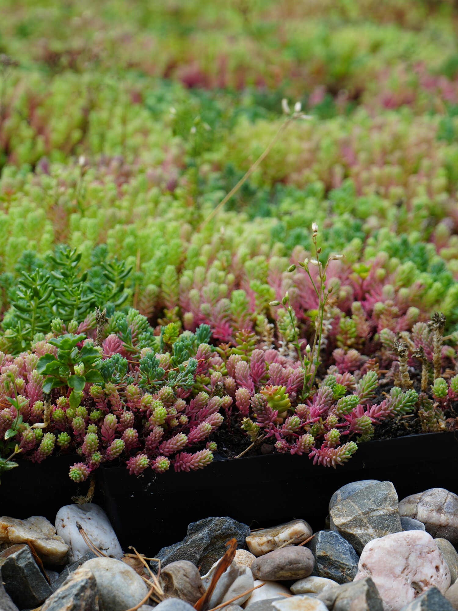Colorful succulent ground cover above a strip of rocks