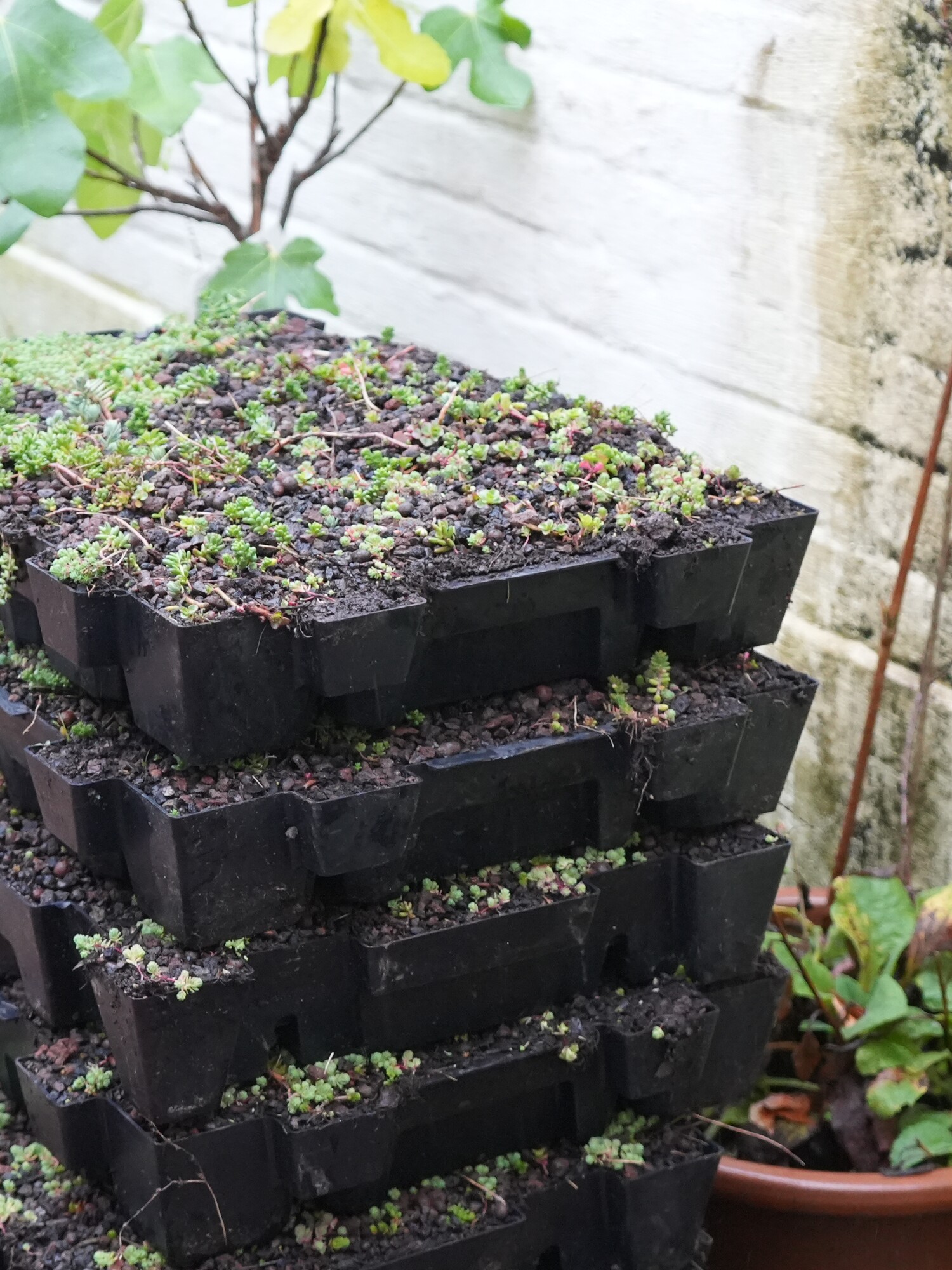 Stacked black seedling trays with young plants on a patio next to a wall