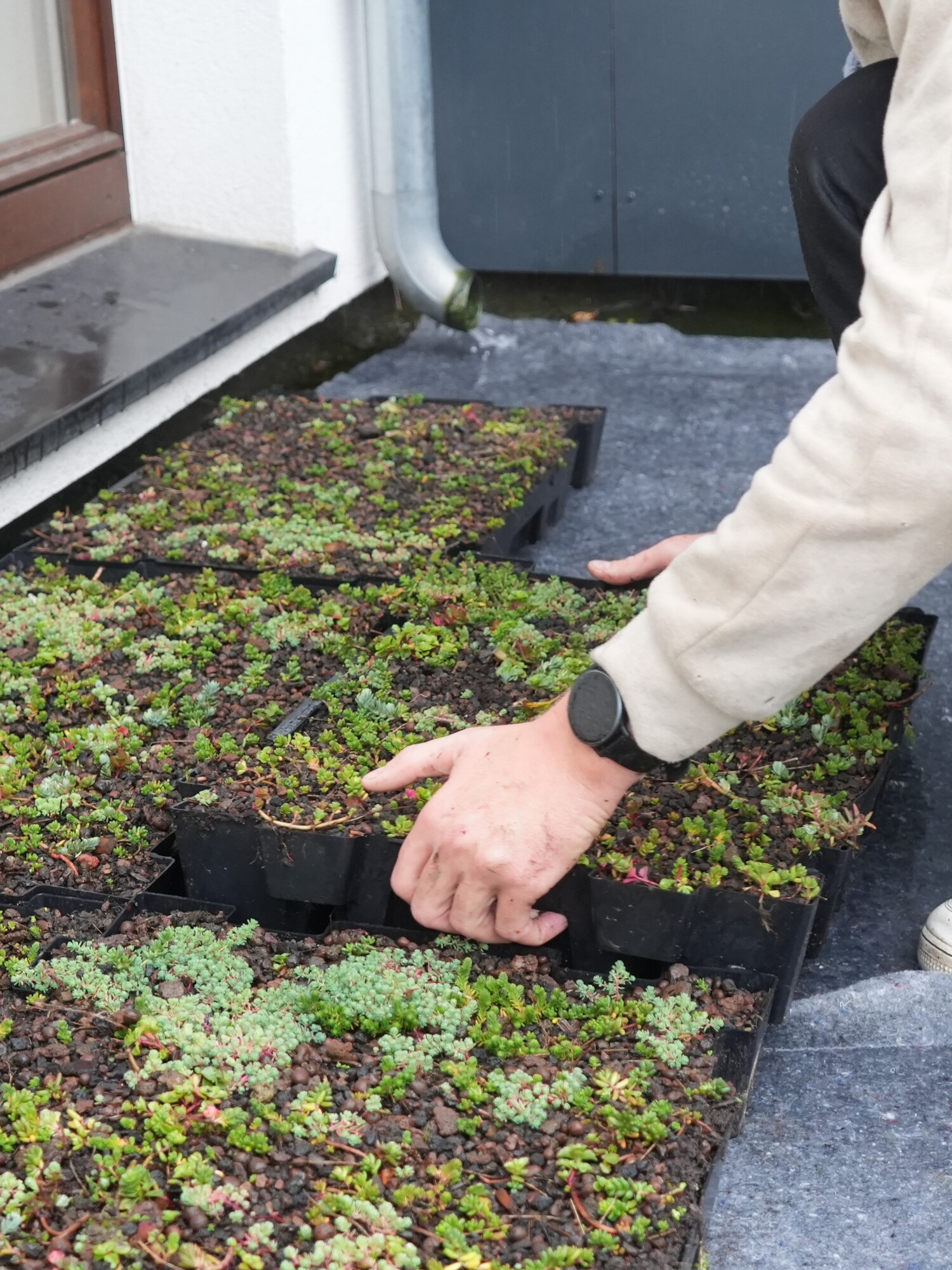 Person kneeling and scraping moss off a flat roof with a scraper
