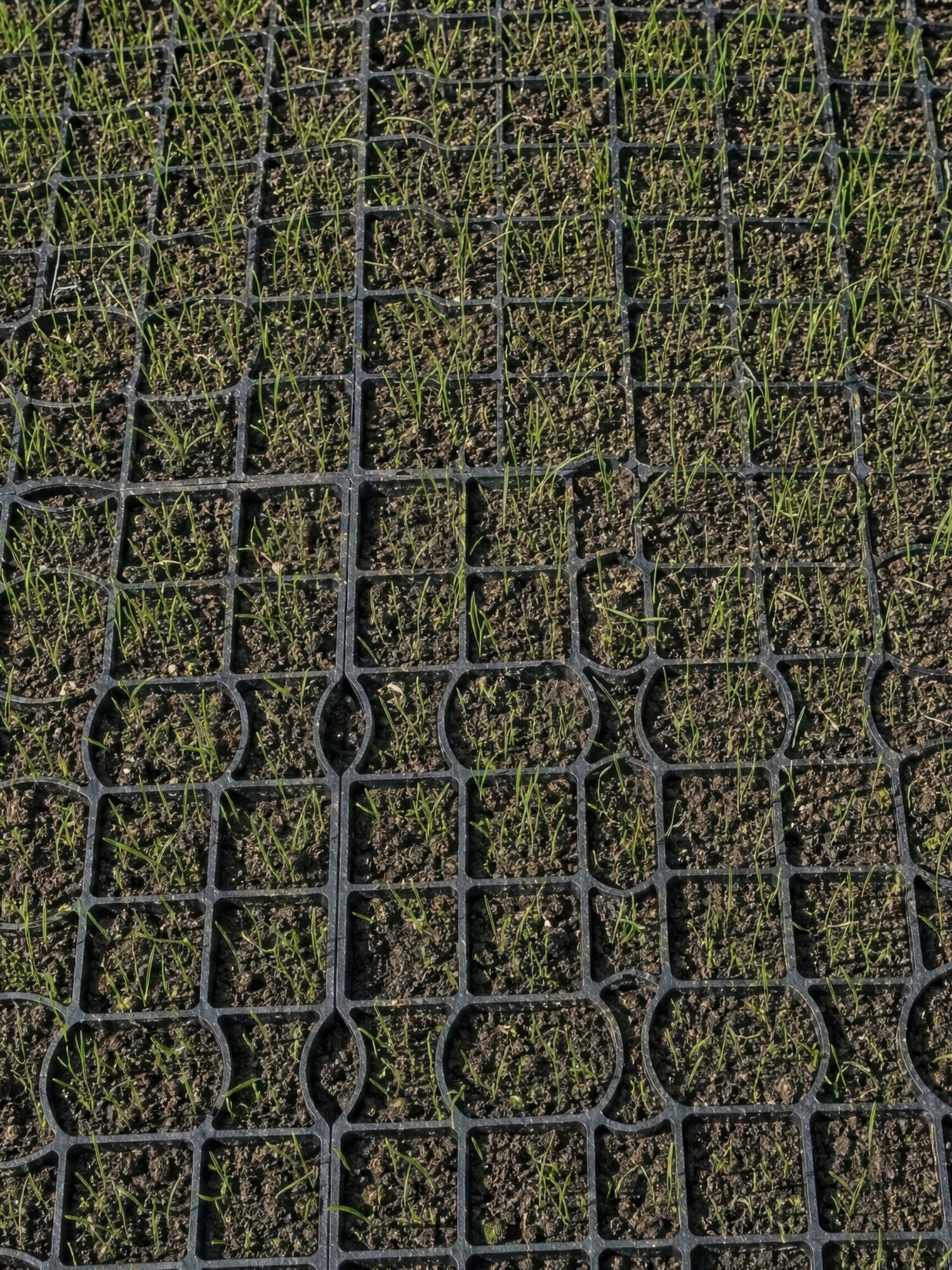 Groen veld met een gaasnet op de voorgrond.