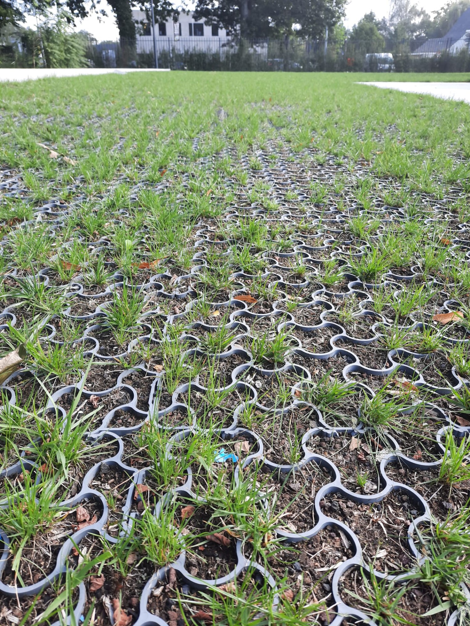 Dozijn slangen die door het gras in een veld kronkelen