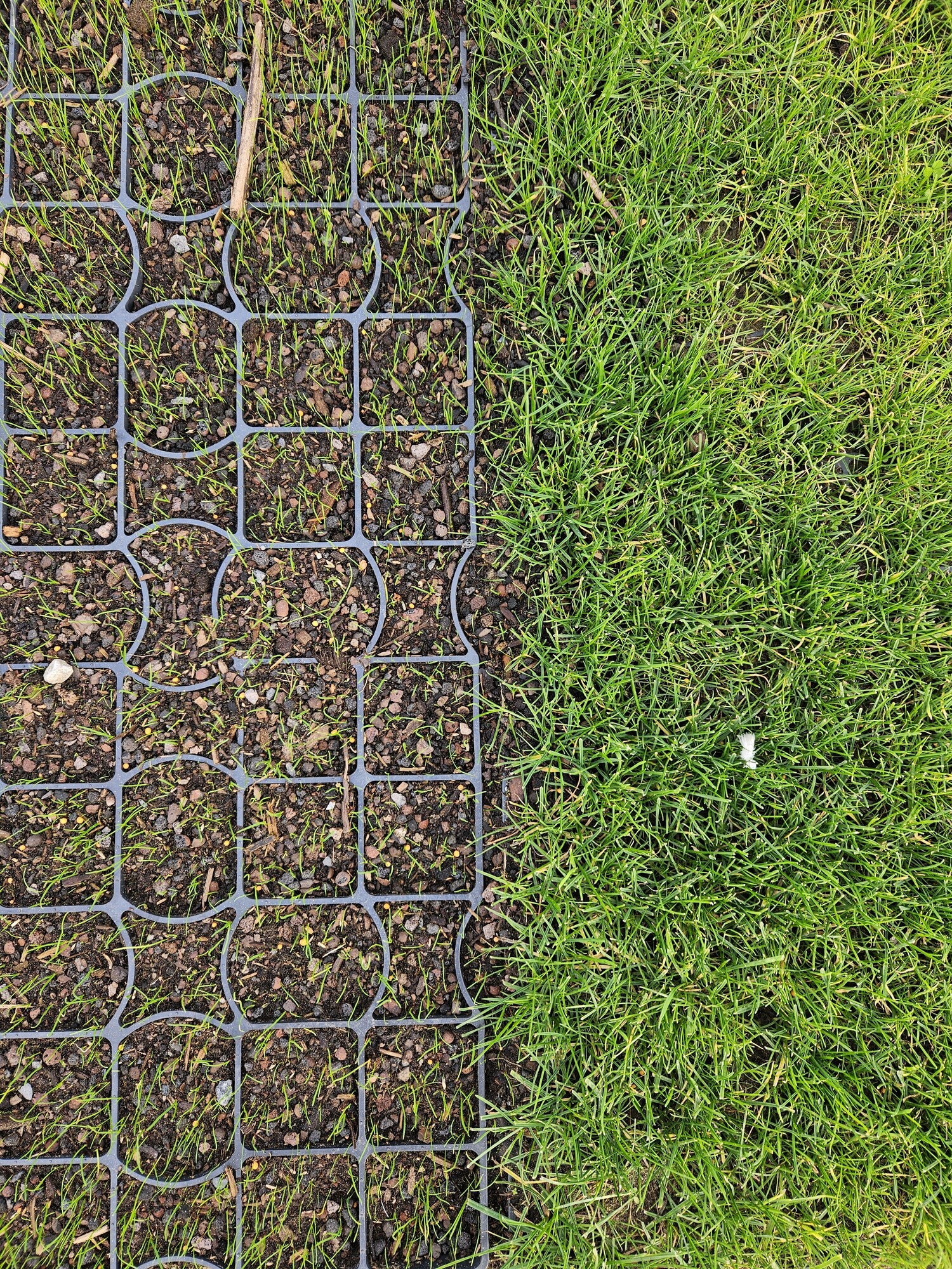 Metal wire grid on soil next to green grass