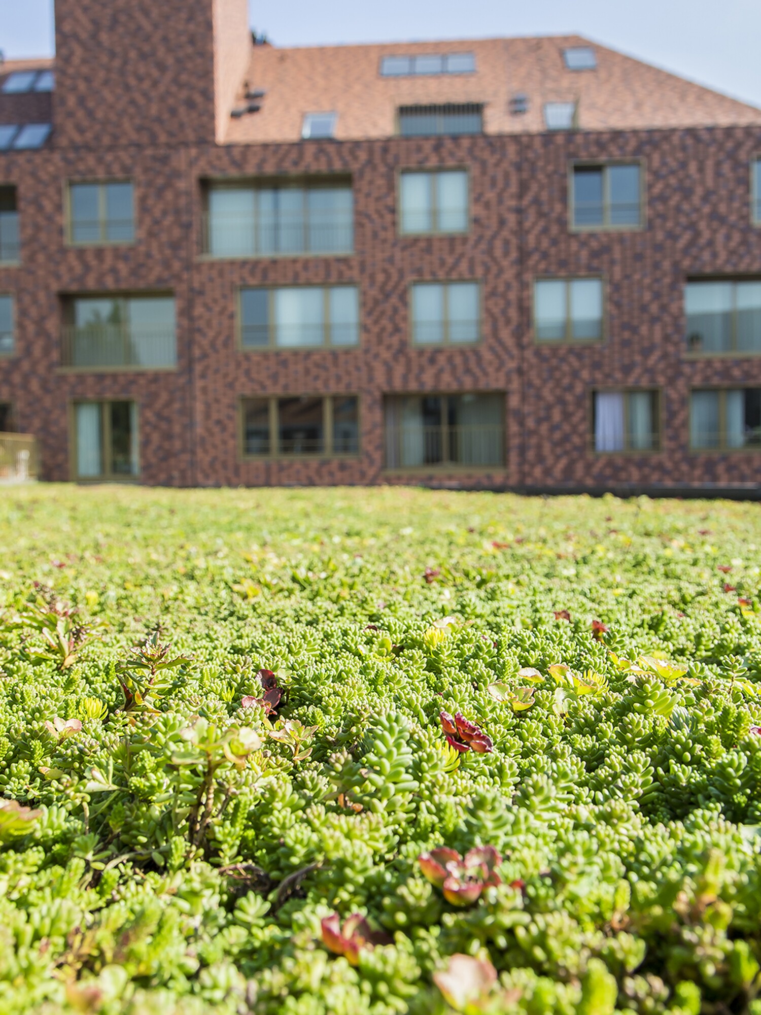 Groene bodembedekker op voorgrond met bakstenen appartementsgebouw erachter