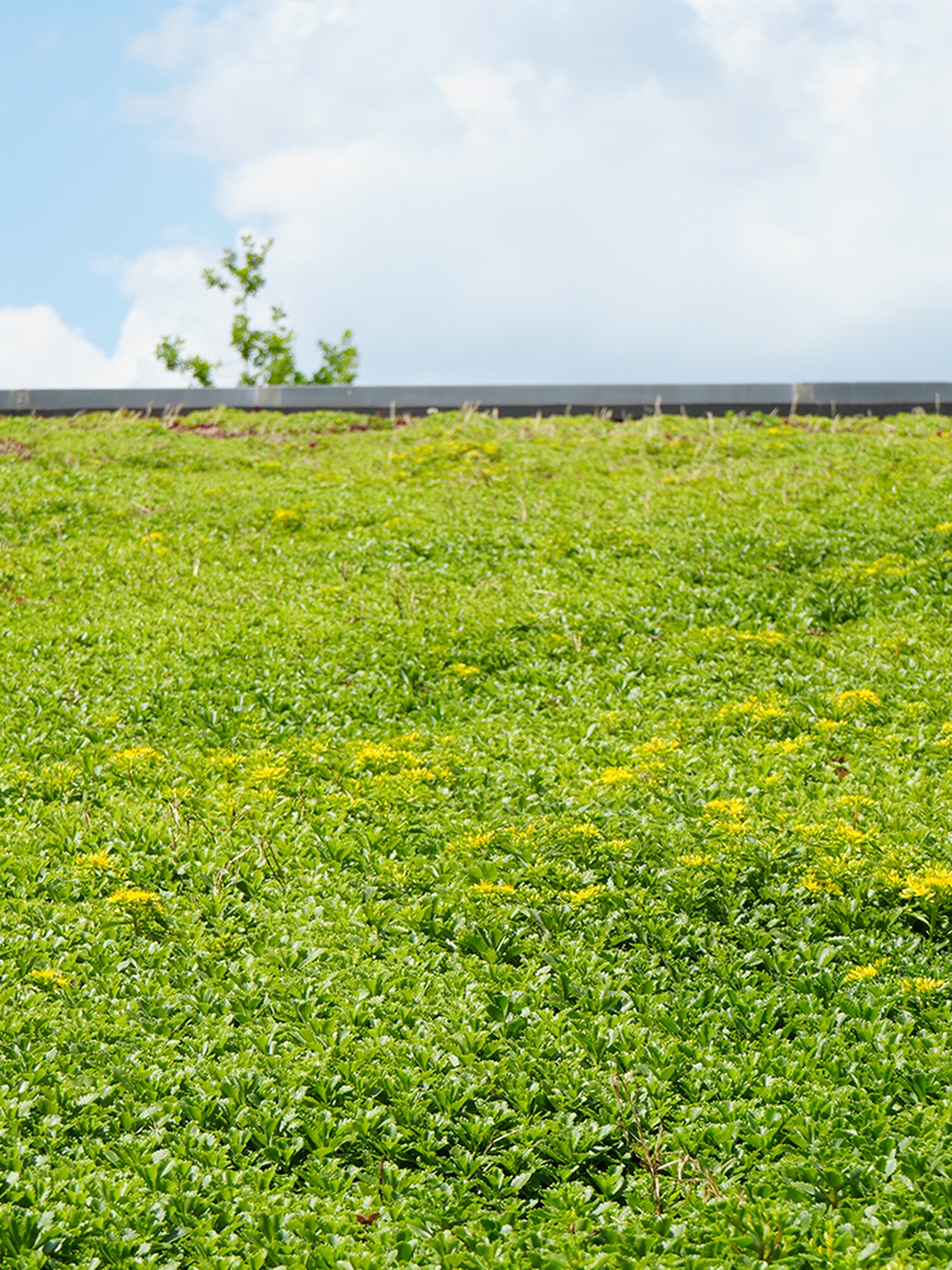 Groene heuvel met gele bloemen onder een blauwe lucht met wolken