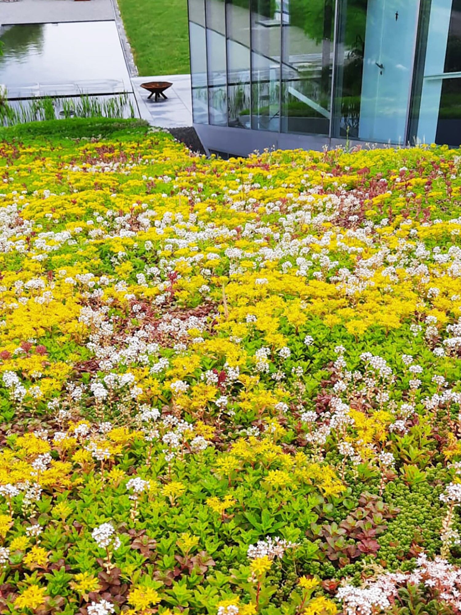 Groendak met gele en witte bloemetjes naast modern gebouw met glasgevel