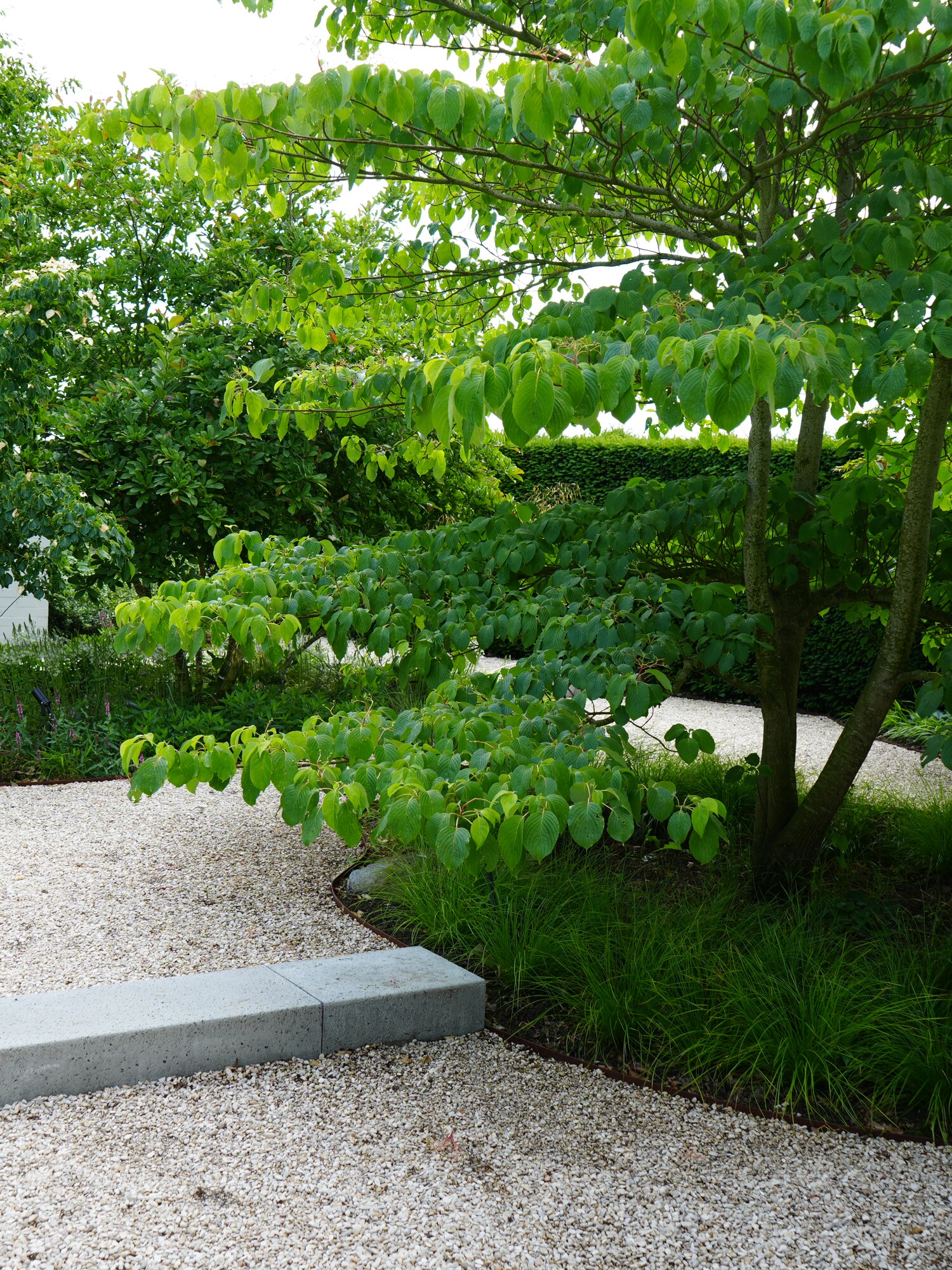 Chemin de gravier incurvé traversant un jardin verdoyant et luxuriant avec des arbres et des arbustes