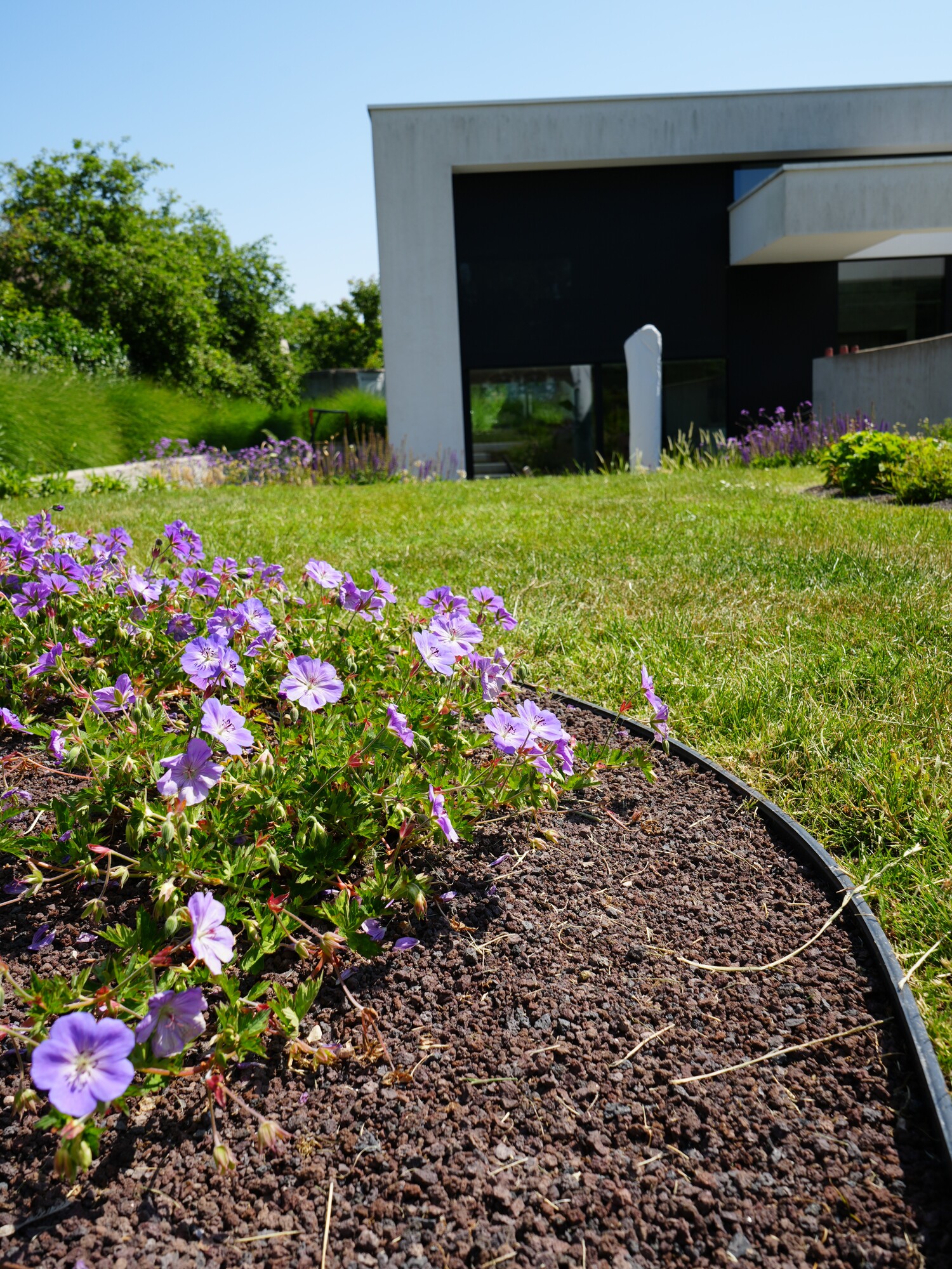 Modern concrete building with lawn and purple flowers in the foreground under a blue sky