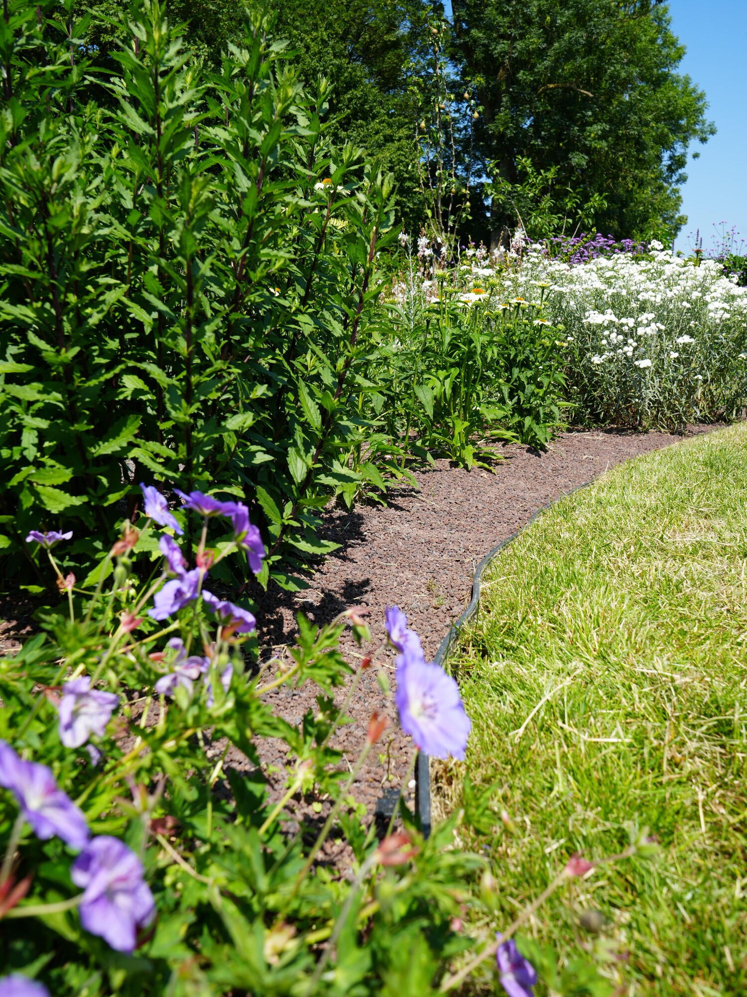 Curving garden path bordered by green shrubs and purple flowers on a sunny day