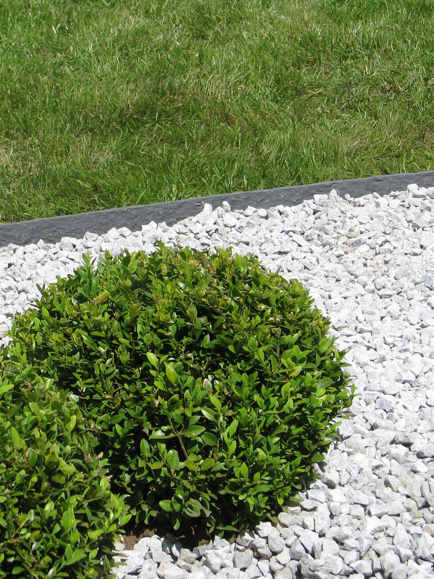Ronde groene struik op wit grind naast een gazon