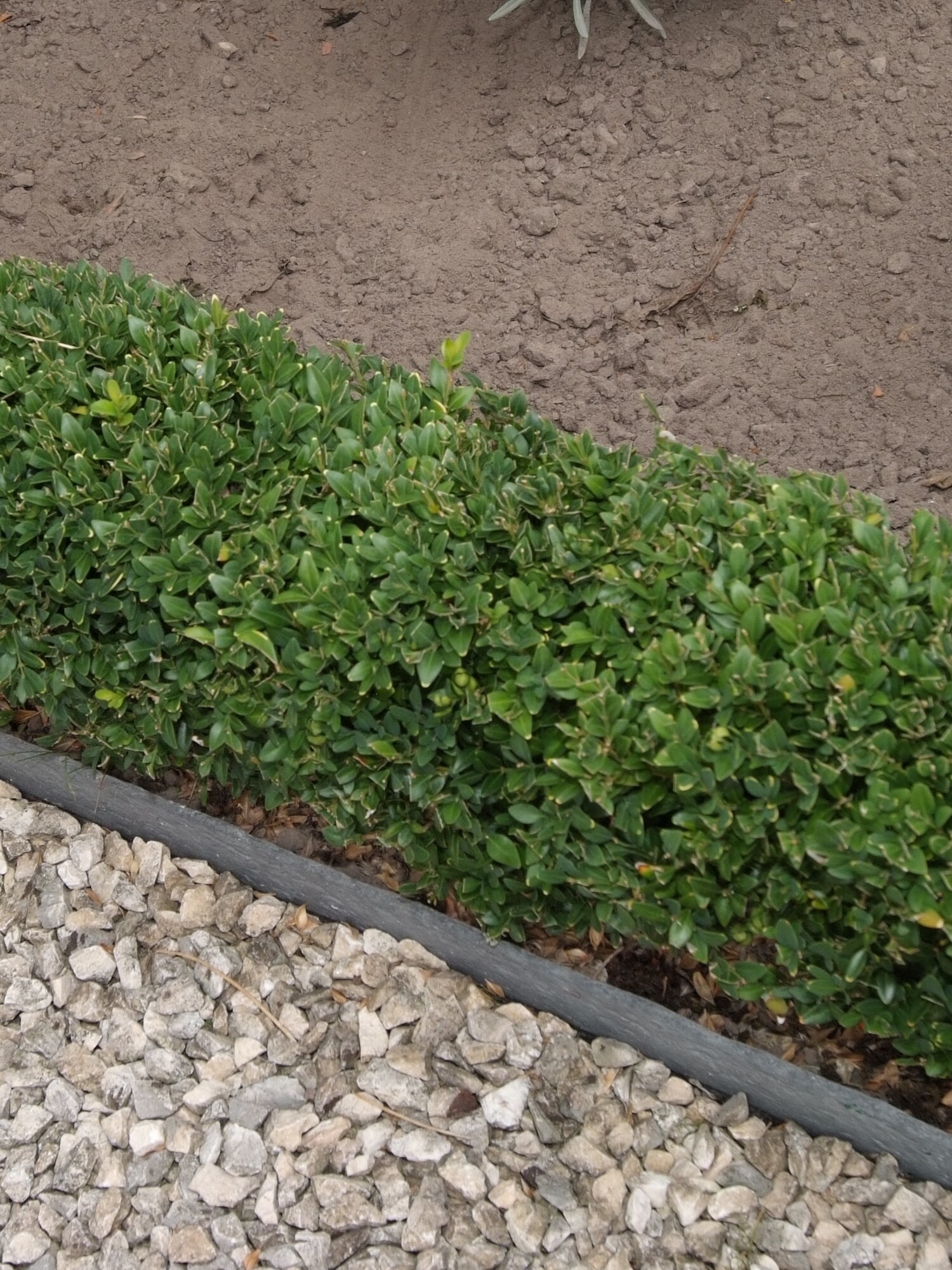 Lage haagboord naast grindpad en tuinperk met vetplanten