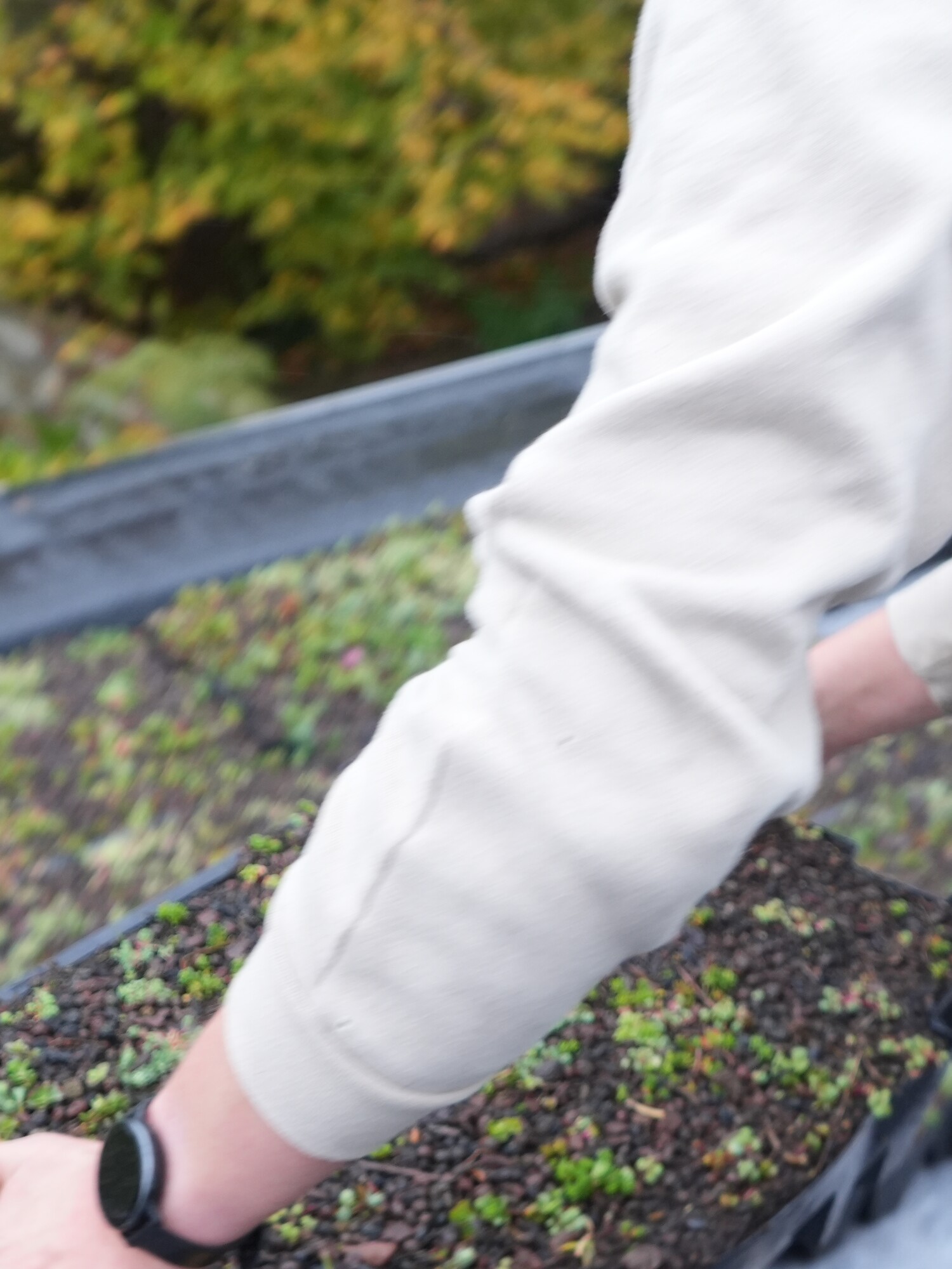 Personne en sweat-shirt blanc s’occupant de semis dans une plate-bande de jardin en extérieur