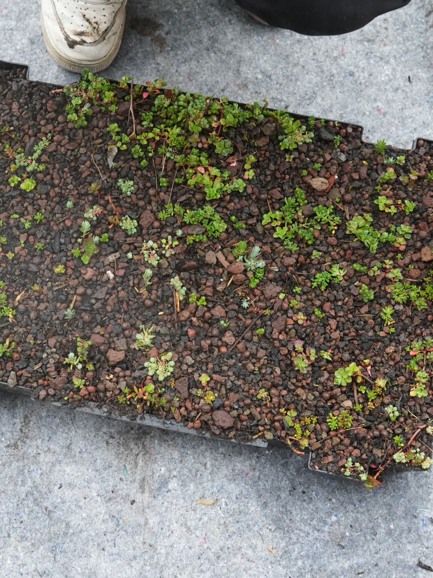 Des mains tenant un tapis couvert de terre avec de jeunes plants verts sur un sol en béton