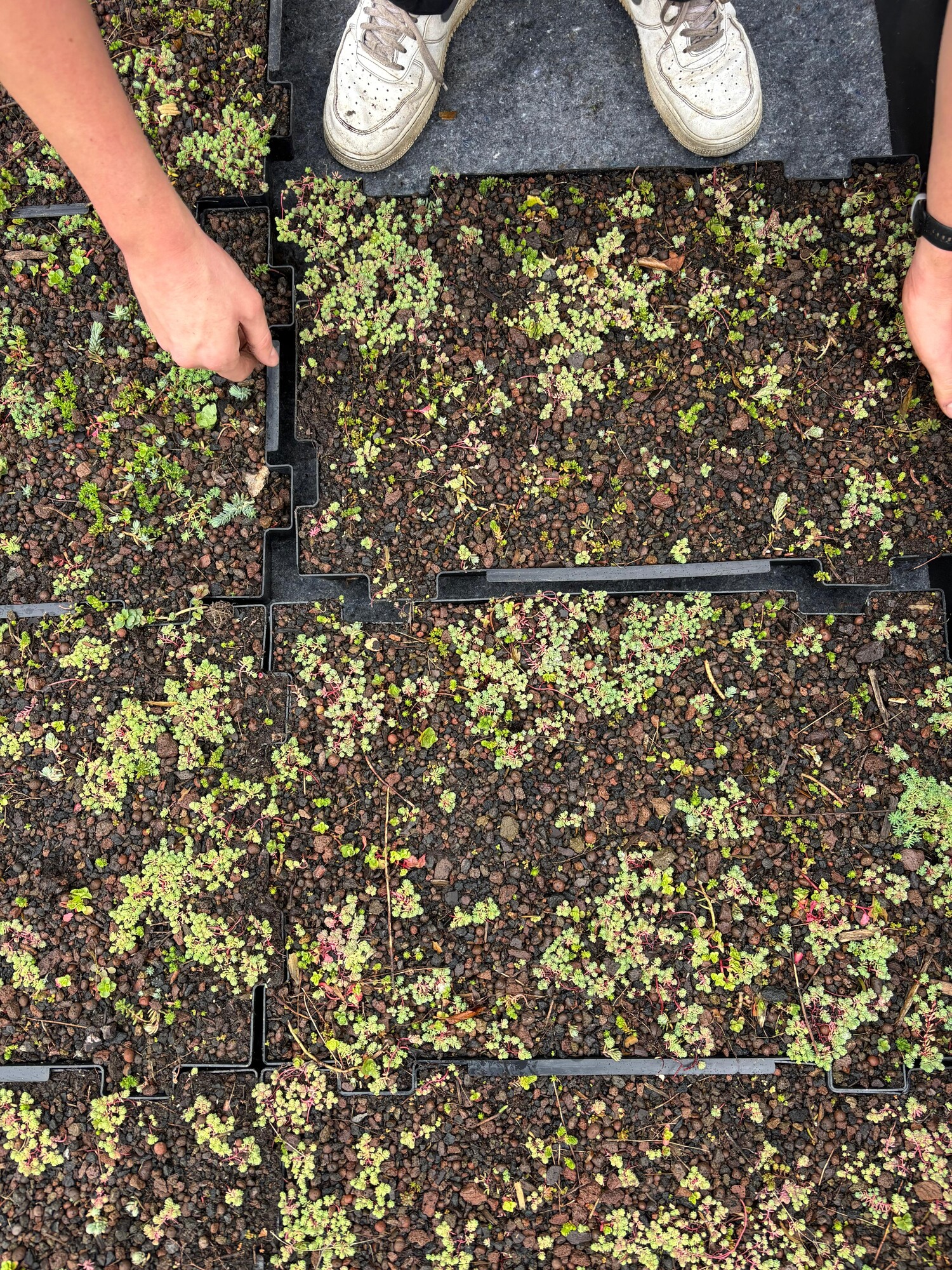 Vue de dessus de mains tenant un plateau de petites plantules au-dessus d’autres plateaux de semis