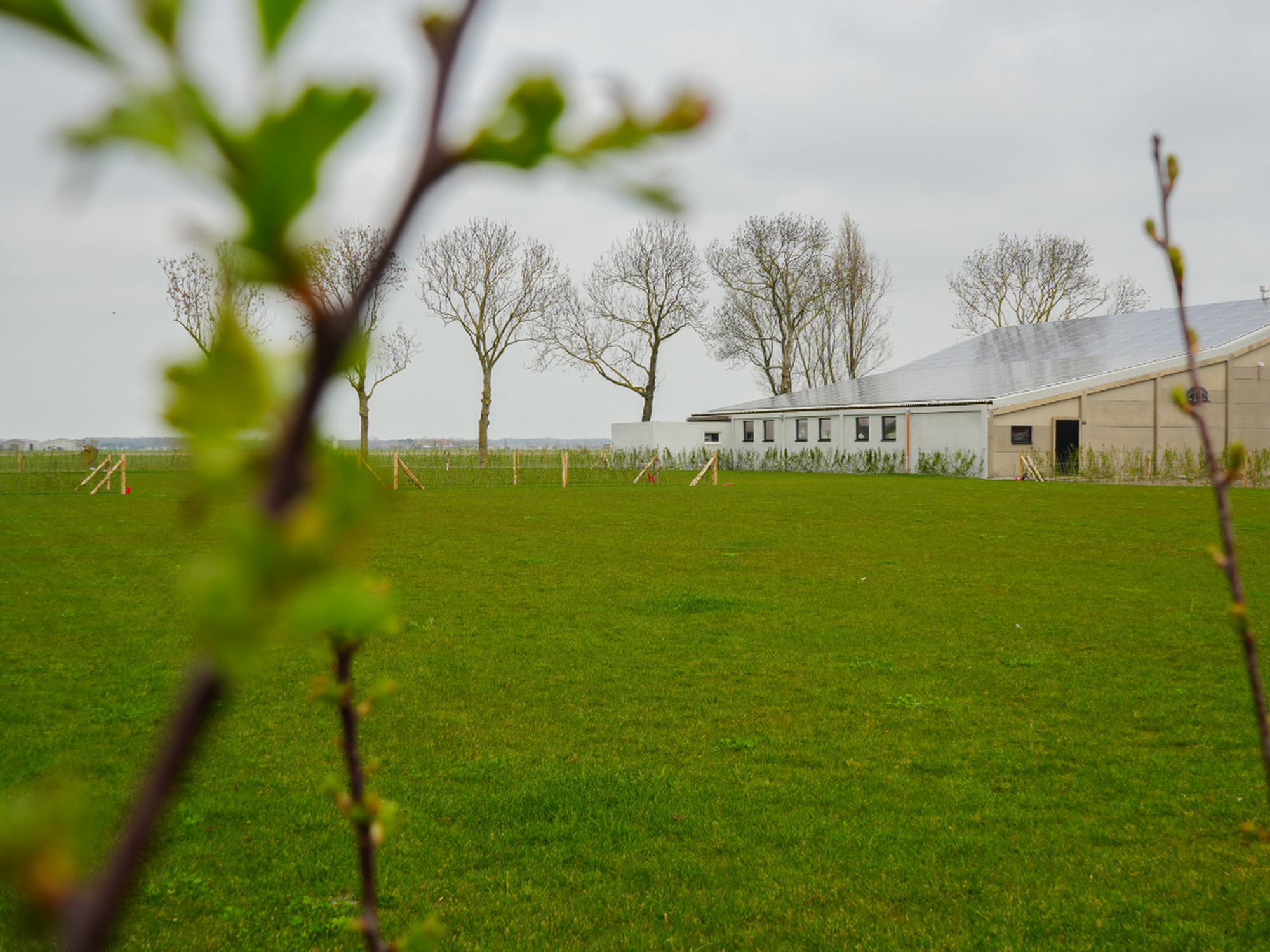 Foggy green field with bare trees and a distant barn on a hill