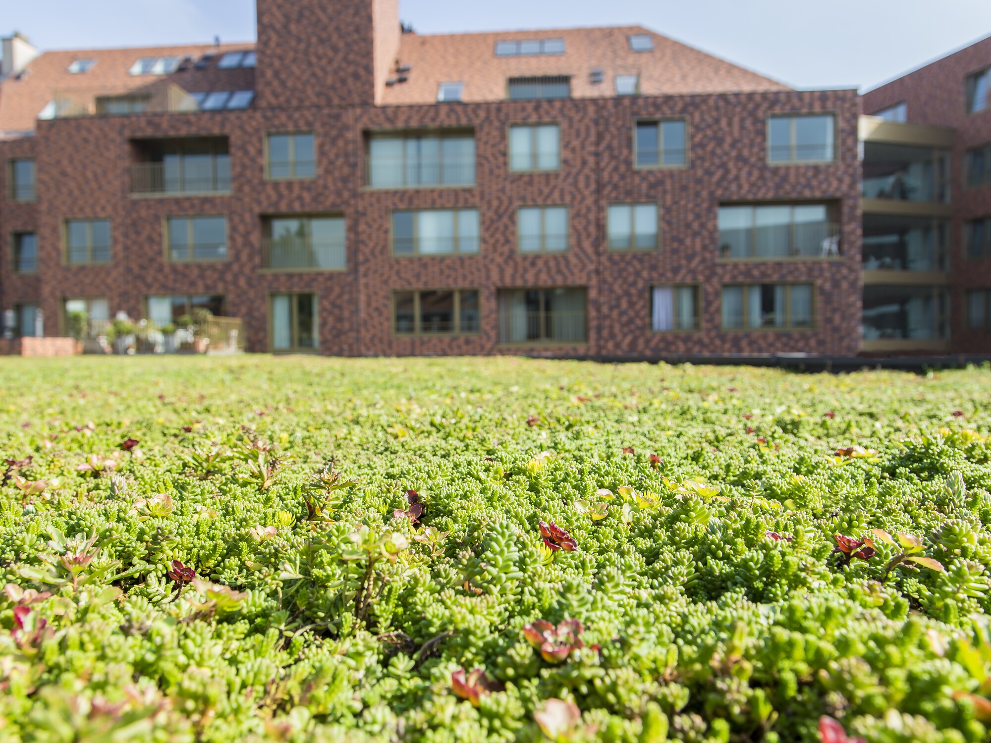 Brick apartment building behind a wide grassy lawn with small red flowers