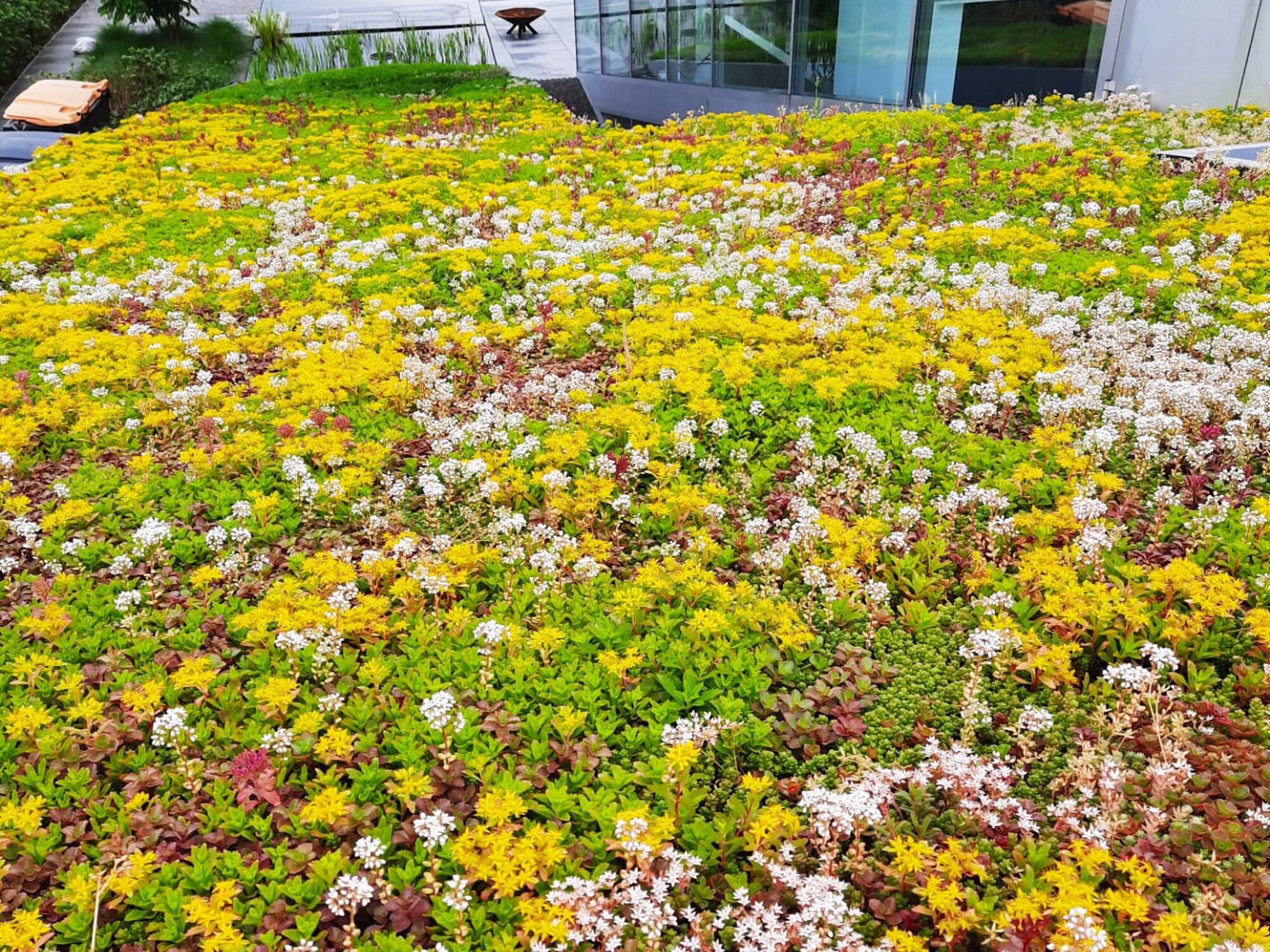 Yellow and pink groundcover flowers in front of a modern glass building