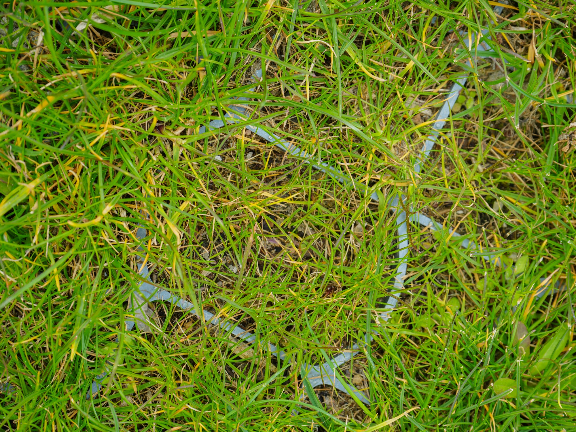Overwoekerd gras met een vage cirkelvormige plek kale grond