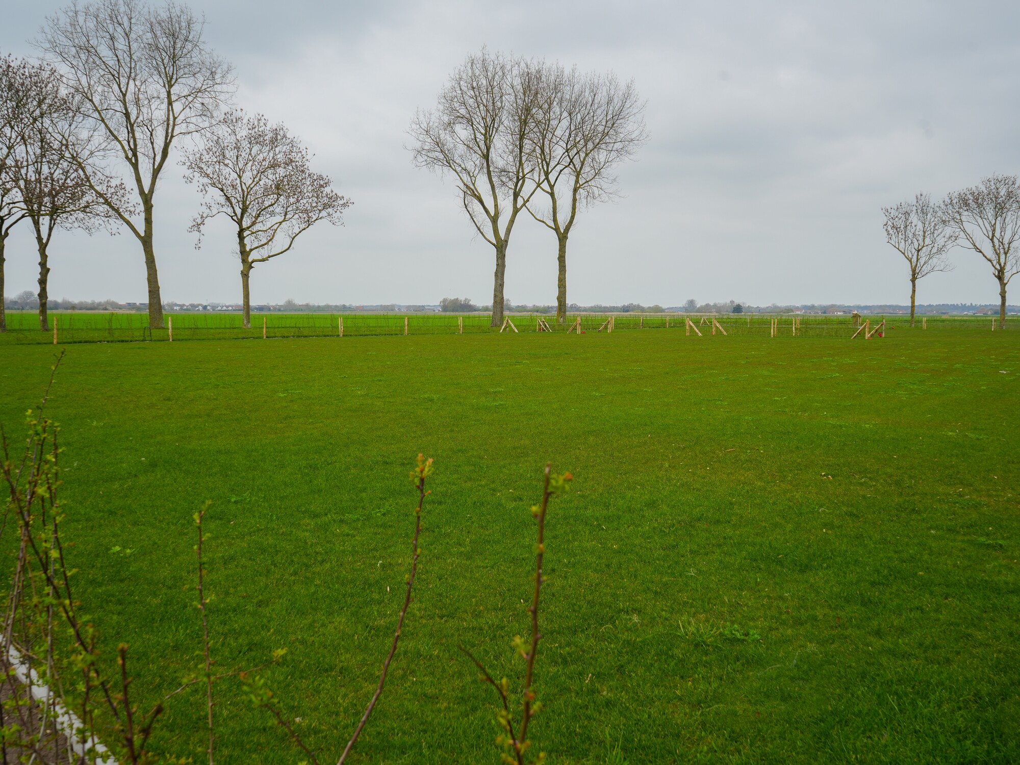 Champ vert avec des arbres dénudés sous un ciel nuageux