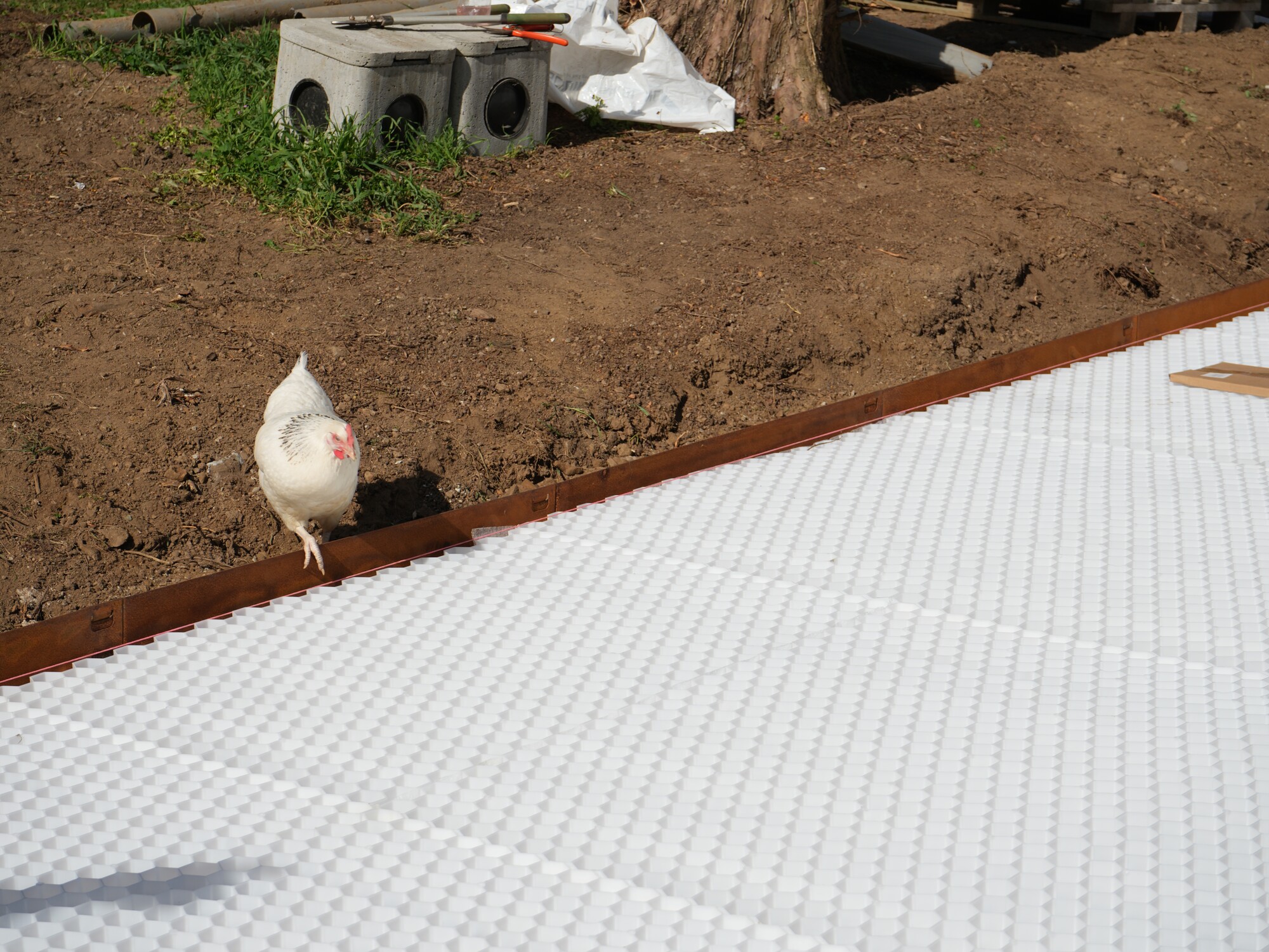Poulet blanc debout à côté d'une surface carrelée blanche à motif de grille et d'une cour en terre