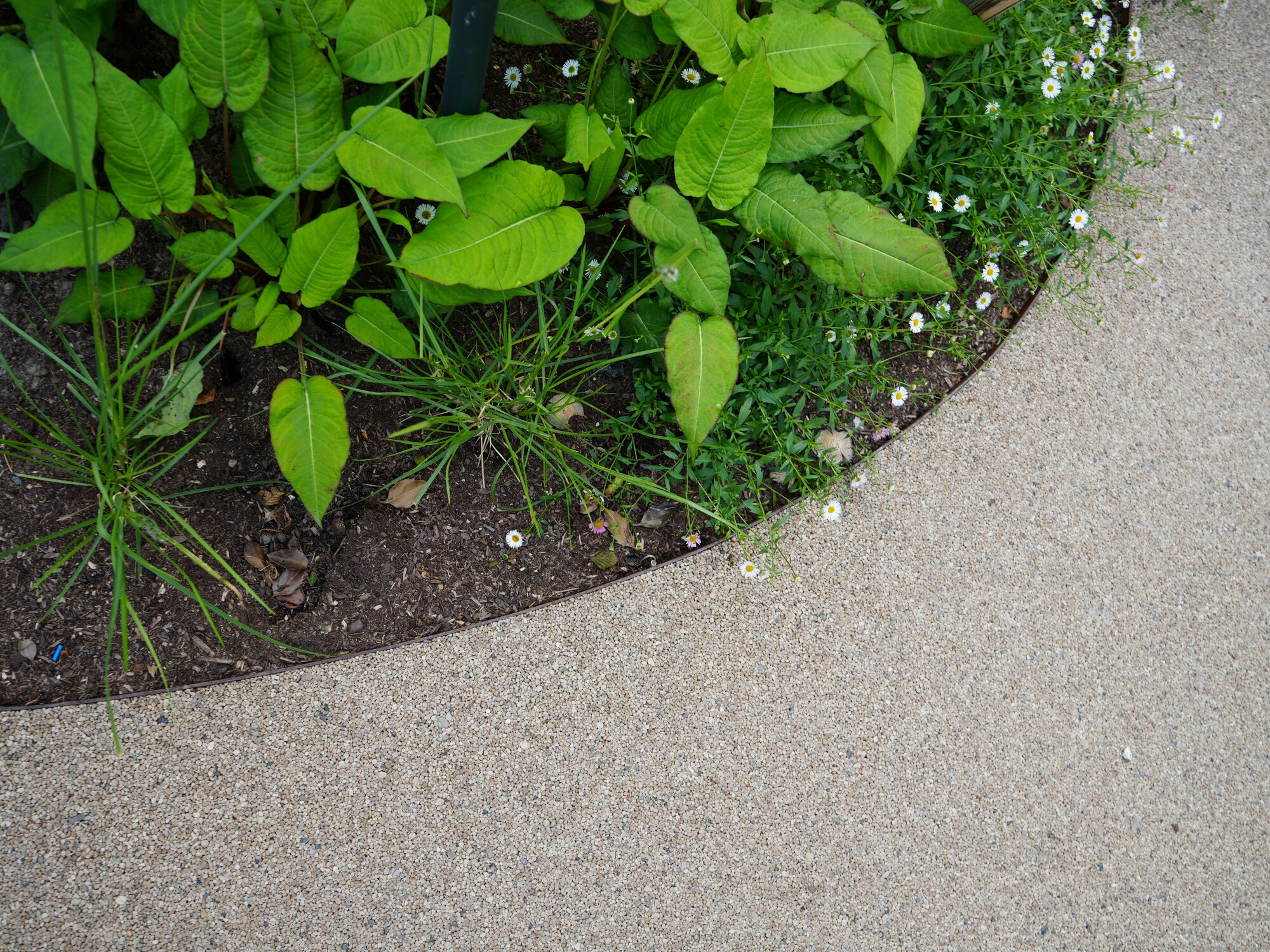 Green plants along the edge of a grey concrete sidewalk.
