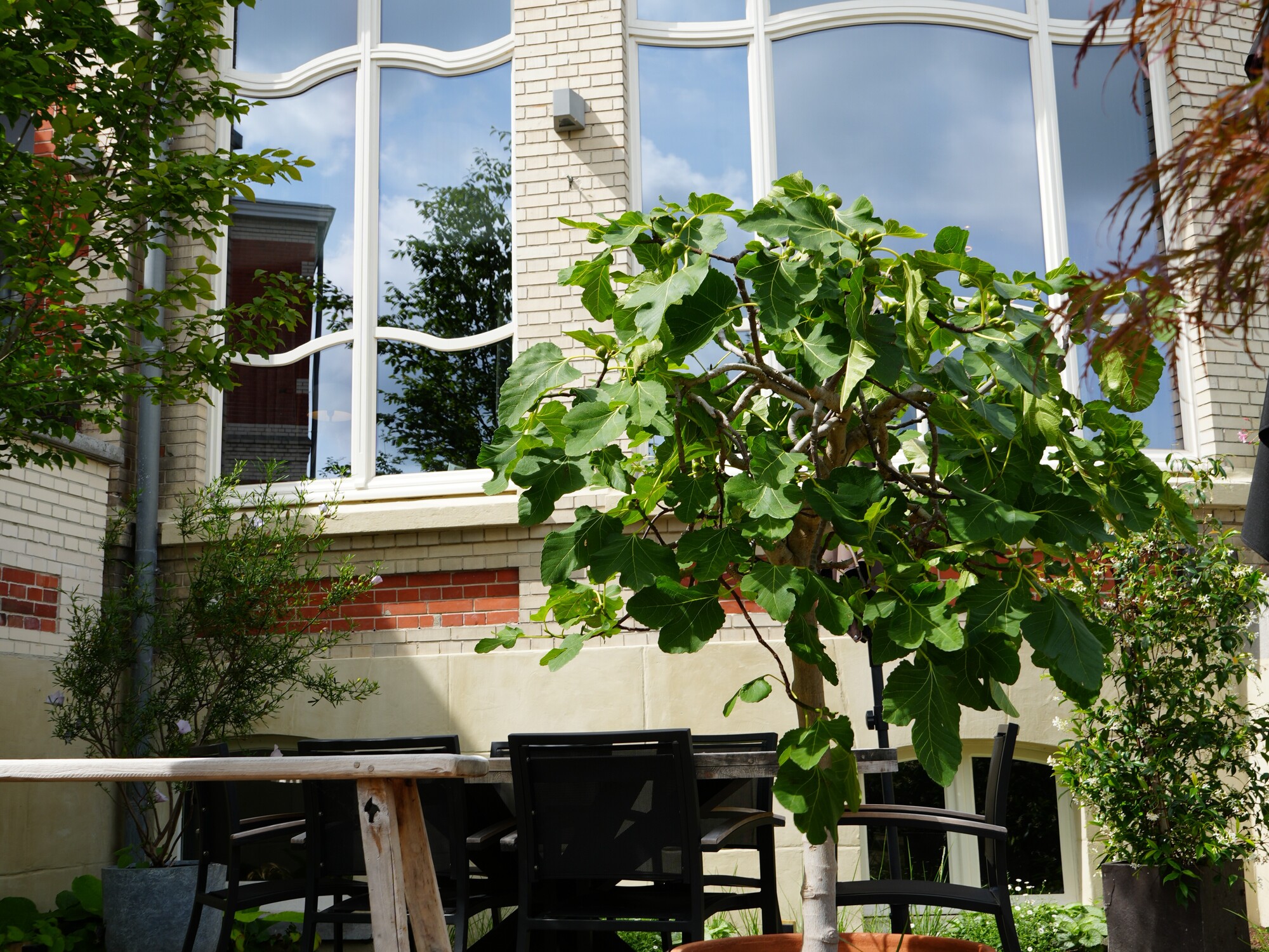 Large potted plant on terrace in front of a modern building with large windows