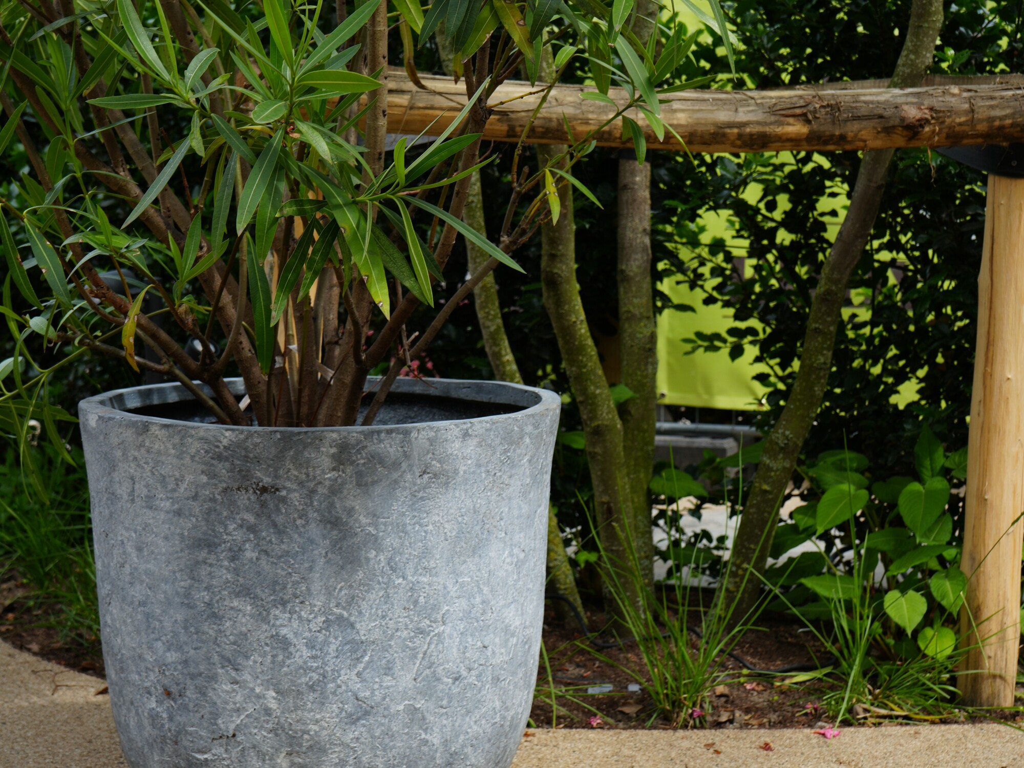 Jardinière en béton gris avec arbuste feuillu sur une terrasse, à côté d’une clôture en bois