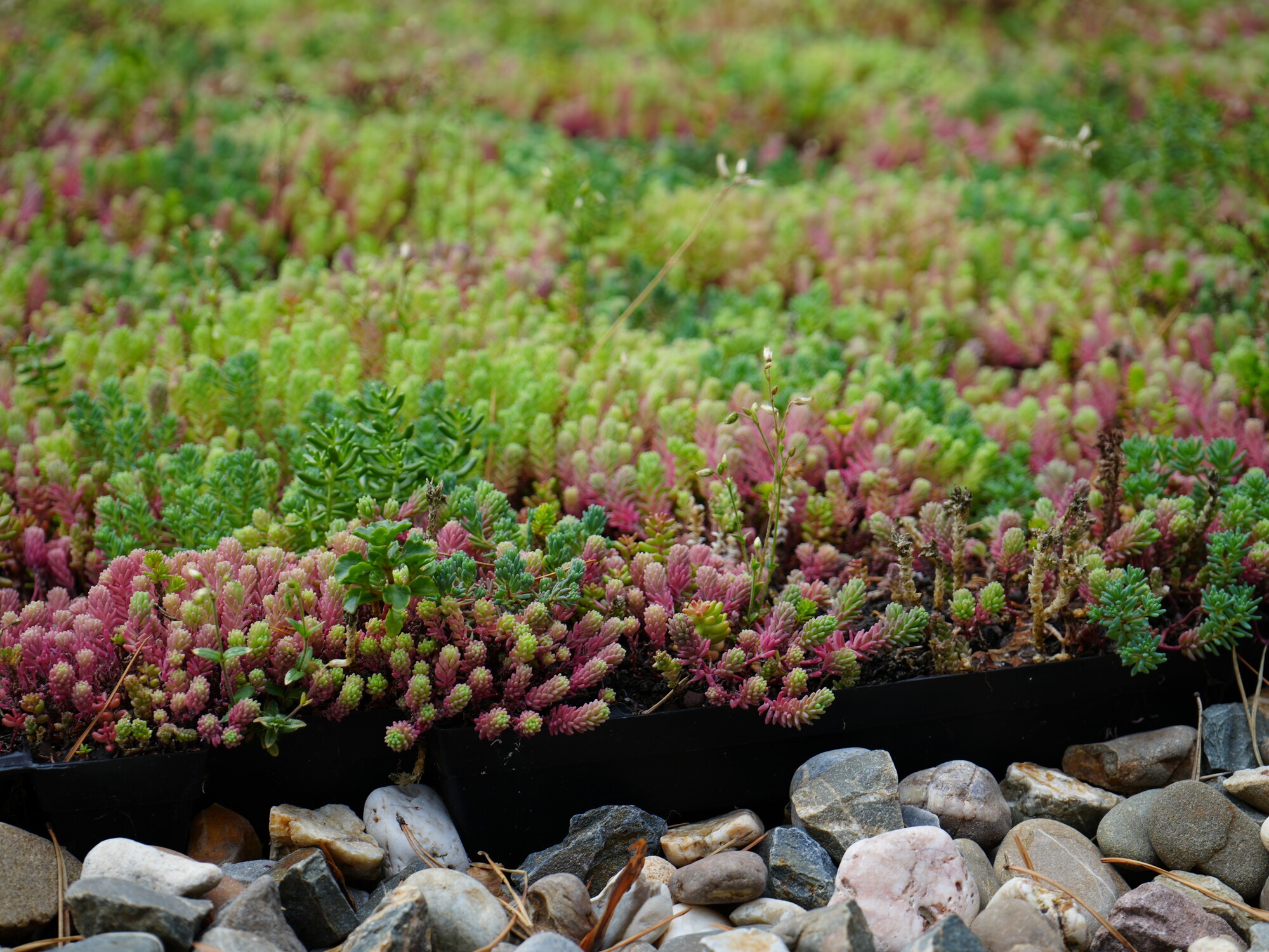 Colorful succulent ground cover above a strip of rocks