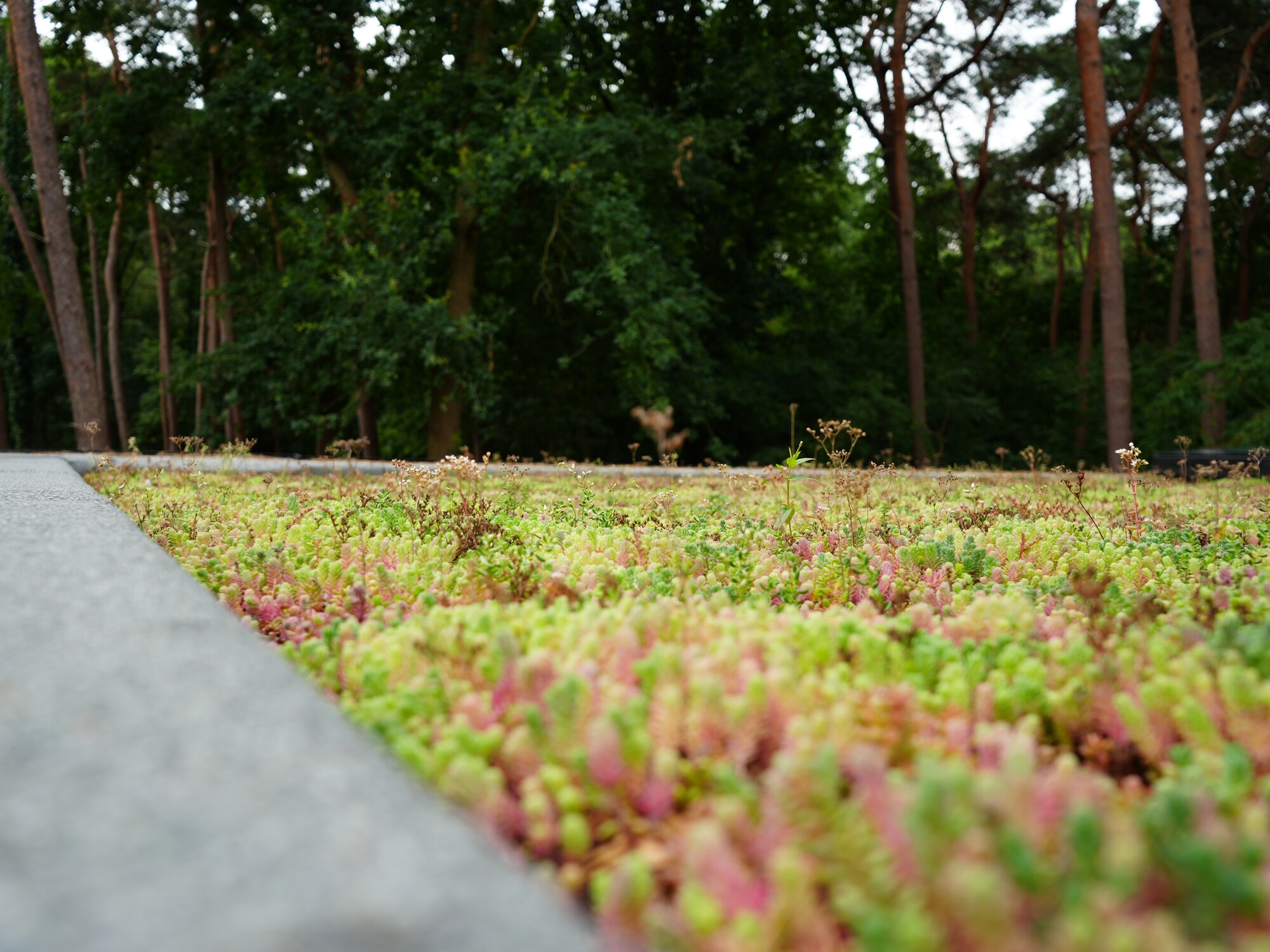 Low-angle view of grass with a concrete edge and tall trees in the background