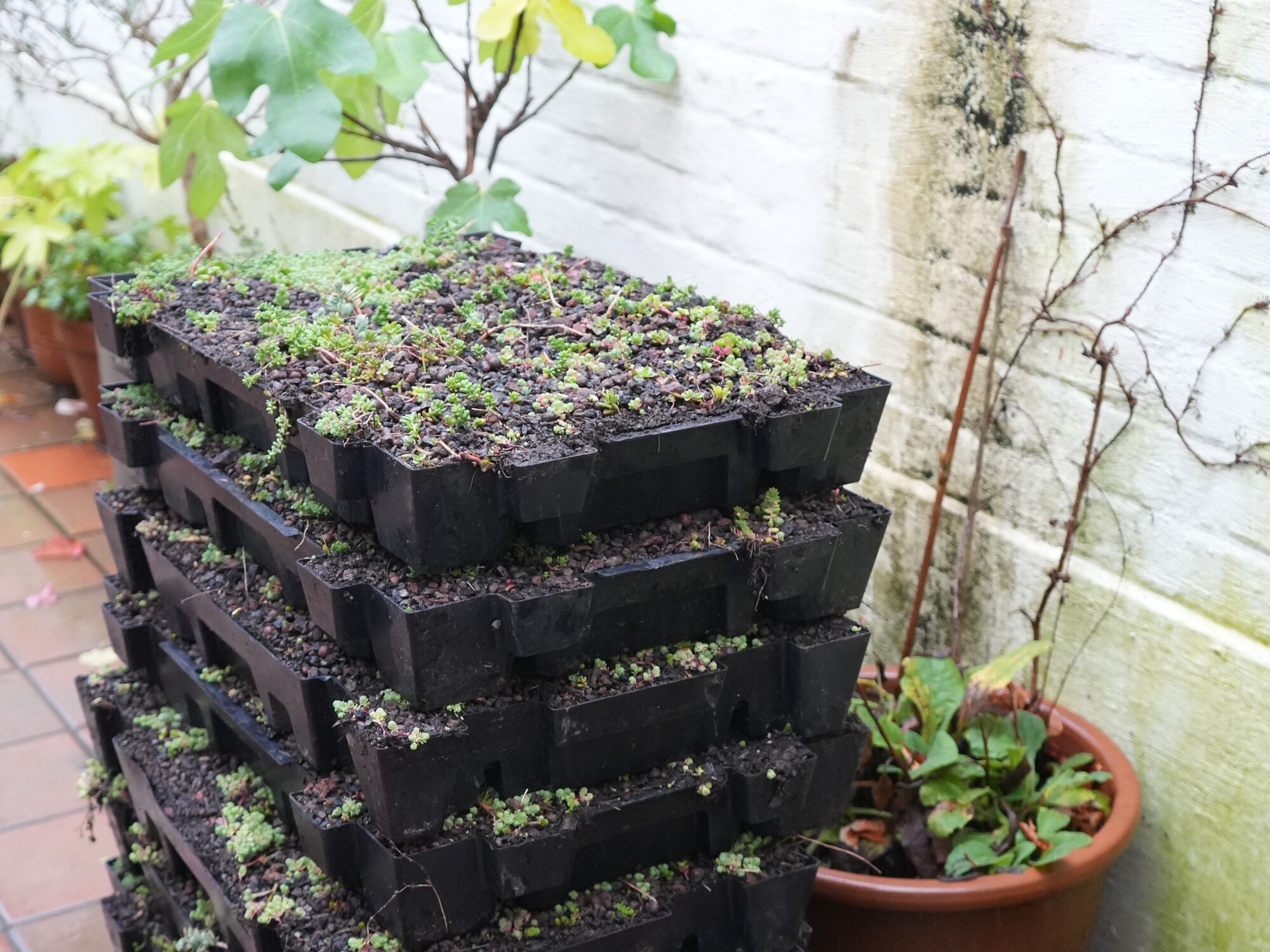 Stacked black seedling trays with young plants on a patio next to a wall