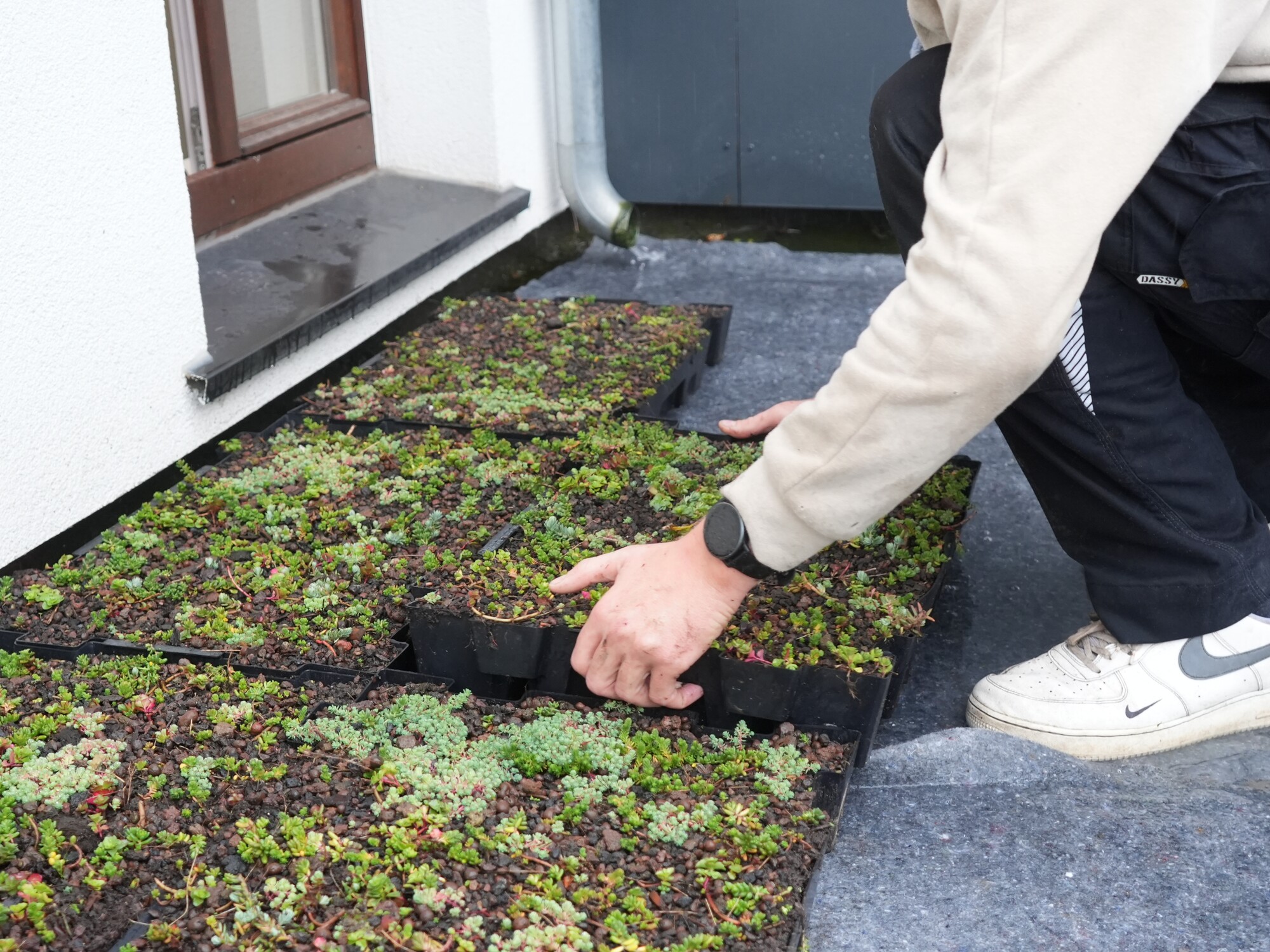 Person kneeling and scraping moss off a flat roof with a scraper