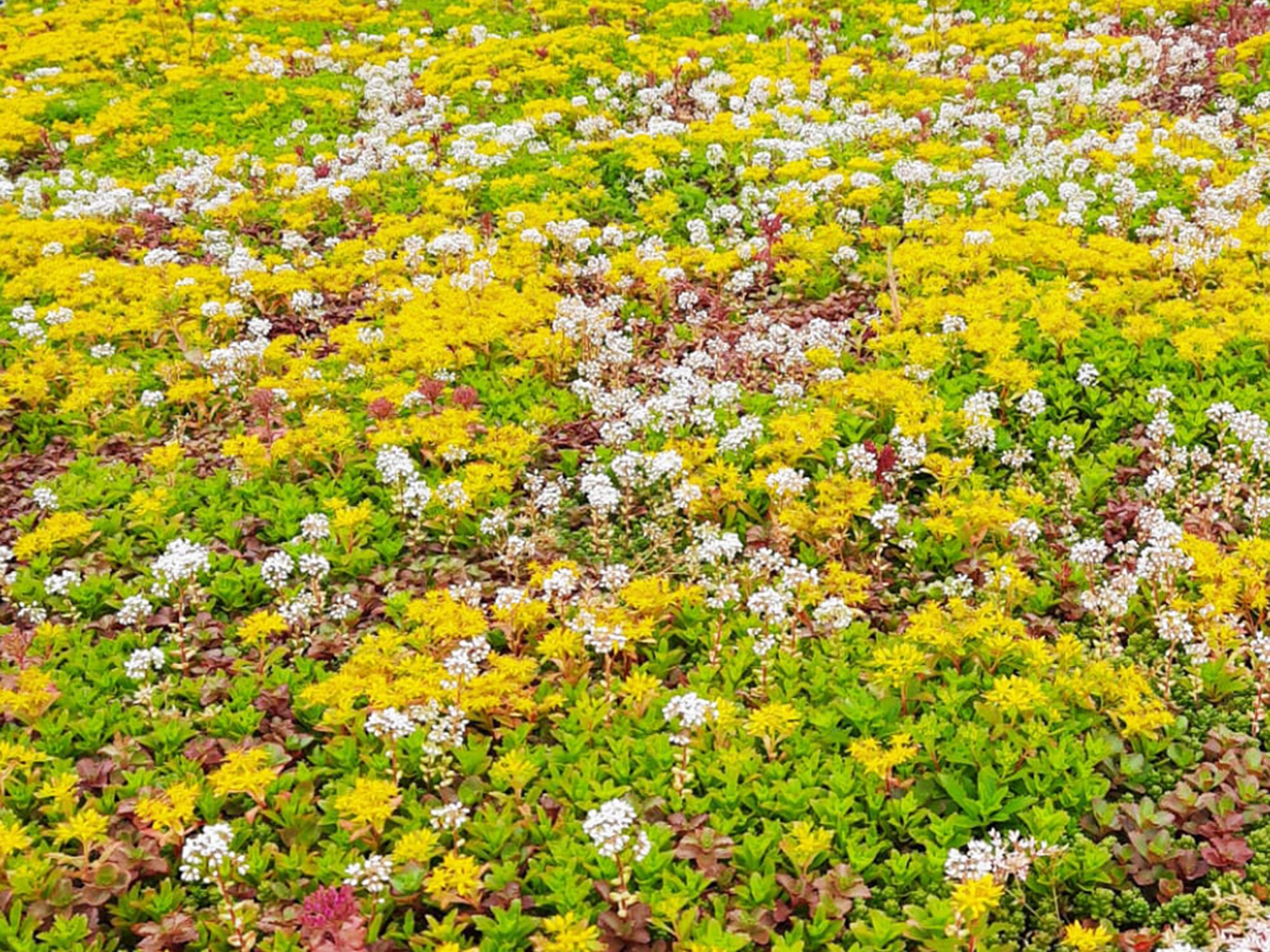Groendak met gele bloemen voor modern glazen gebouw, enkele mensen op wandelpad.
