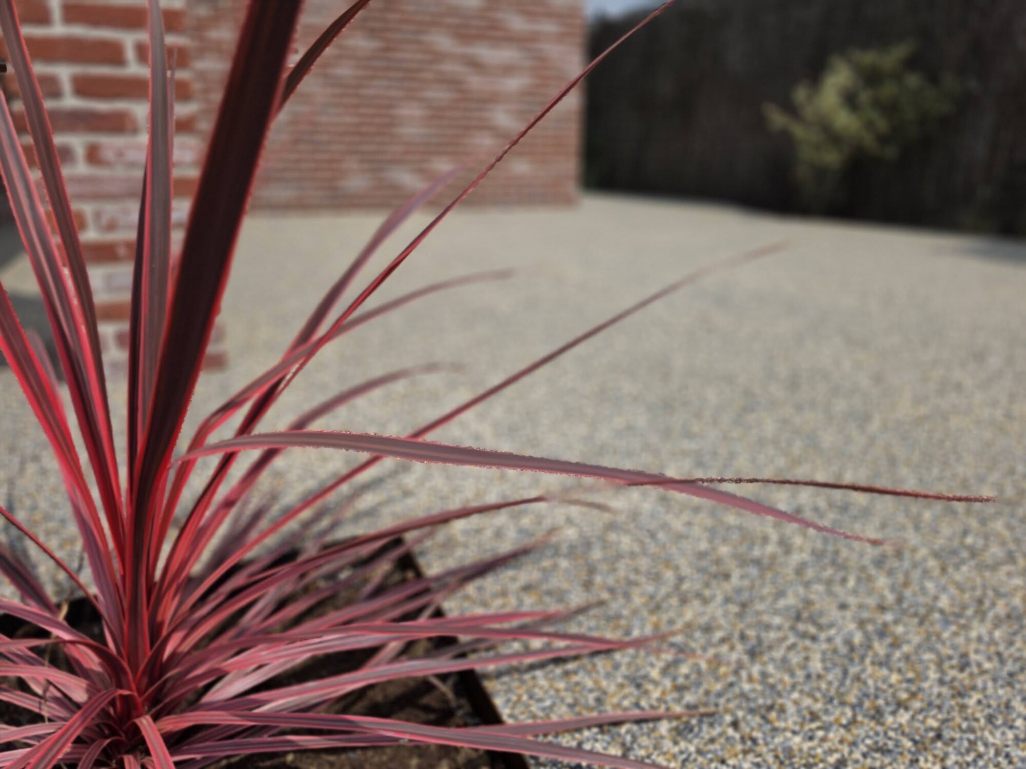 Red spiky plant in foreground beside a gravel path and brick wall