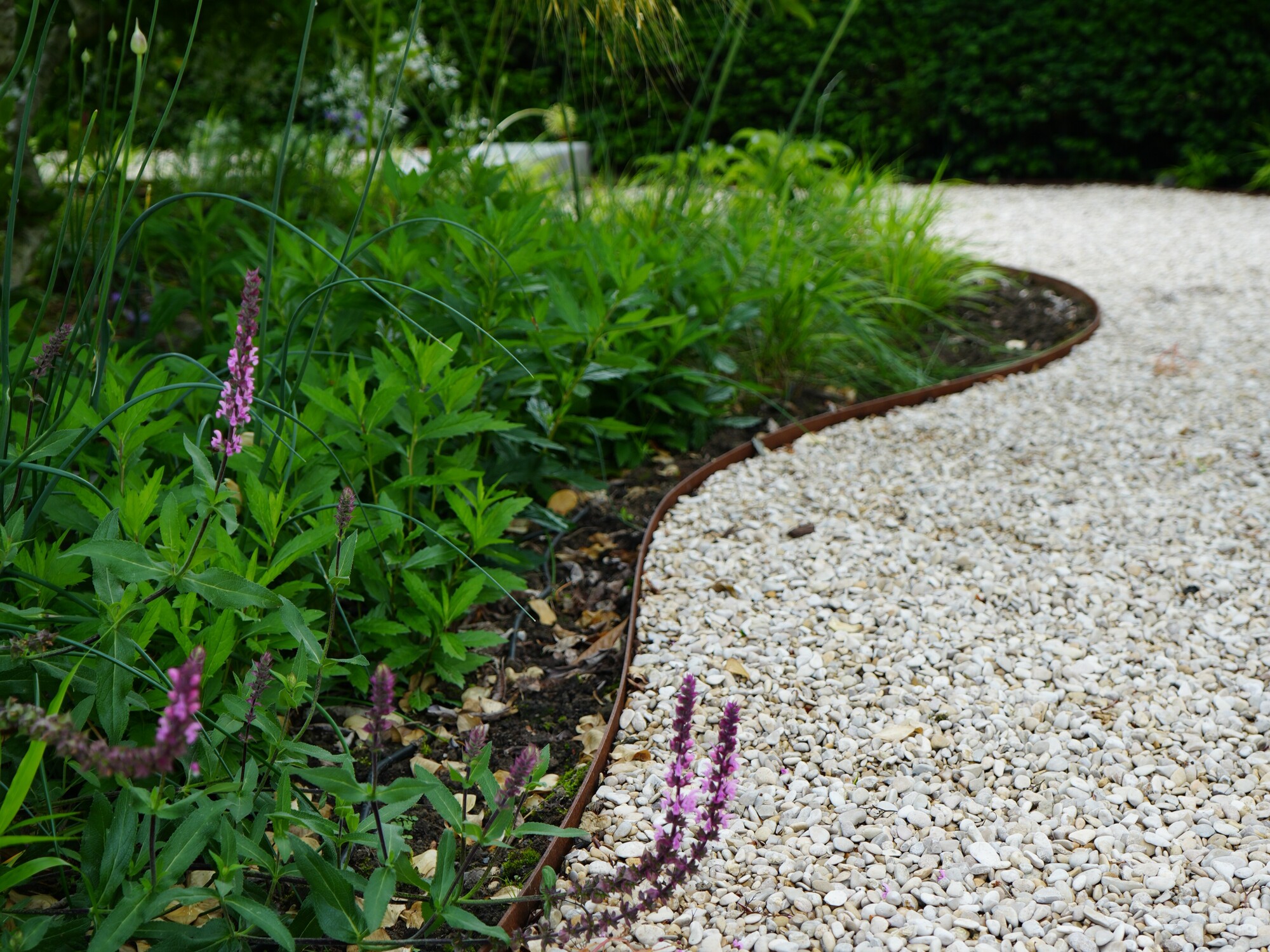 Sich windender Kiesgartenweg neben grünen Pflanzen und violetten Blumen