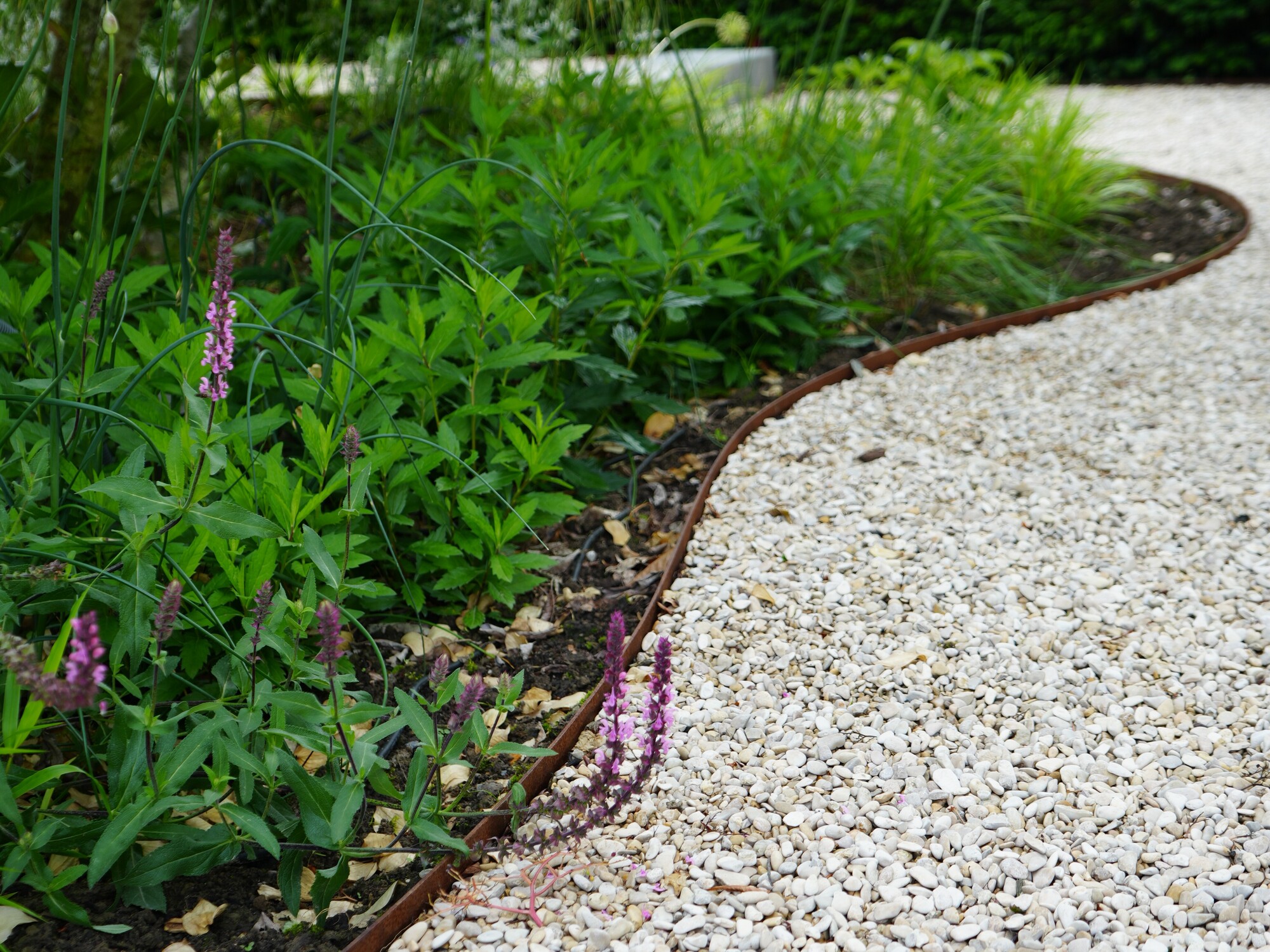 Curving gravel path beside lush green plants and bamboo in a garden