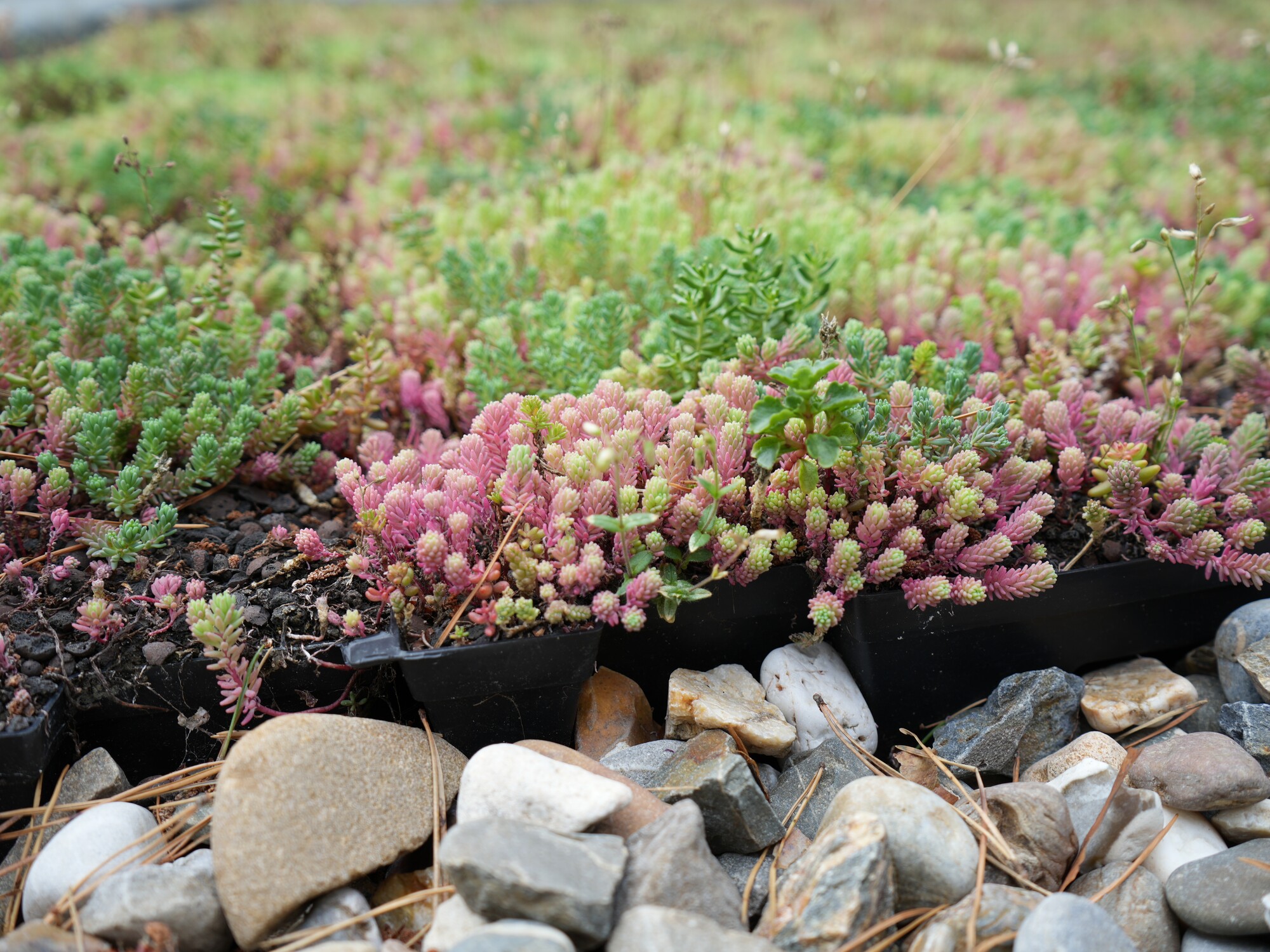 Couvre-sol de sedum avec des fleurs roses dans un massif de jardin à côté de rochers blancs