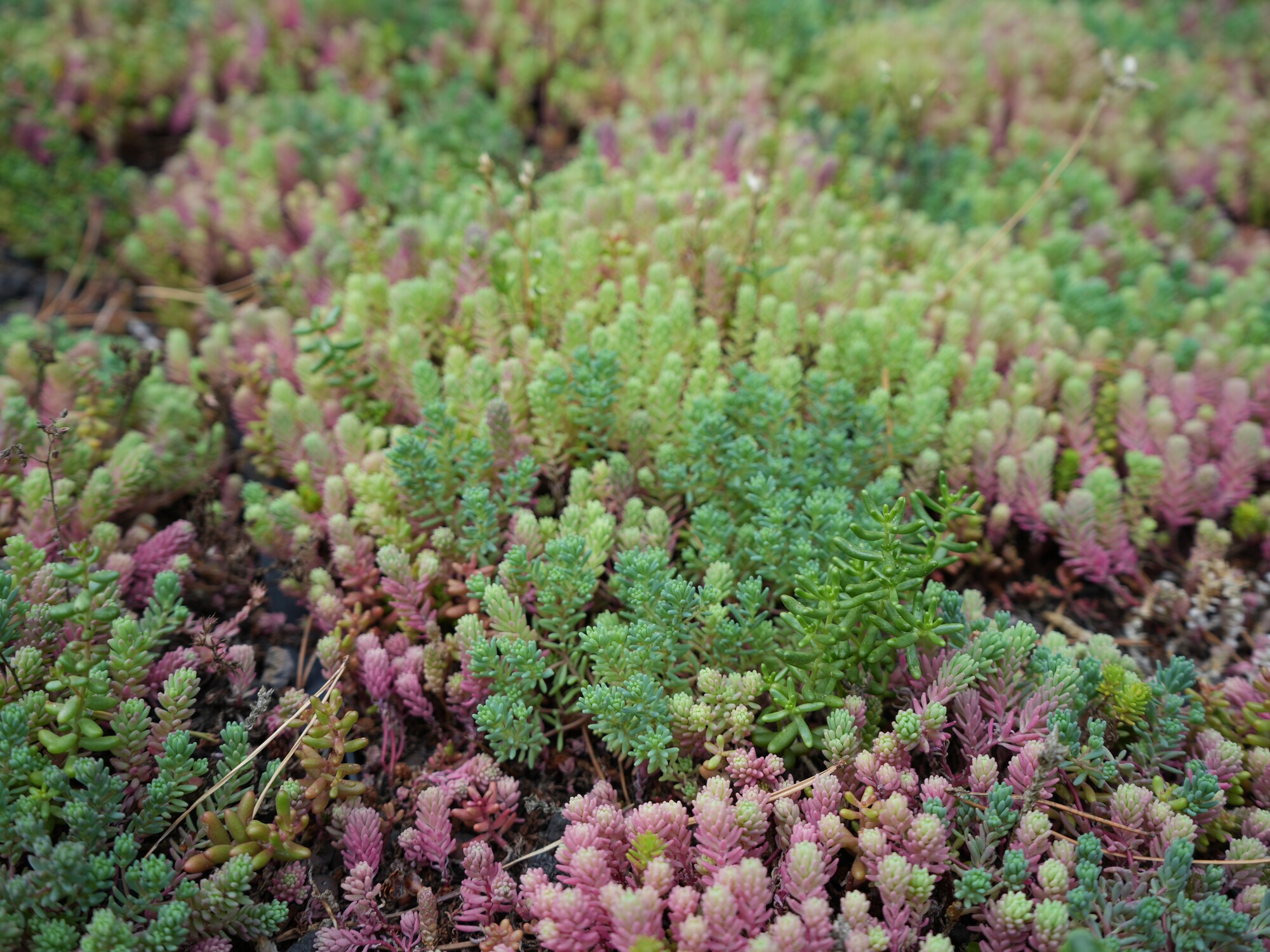Tapis dense de succulentes vertes et roses en couverture végétale naturelle