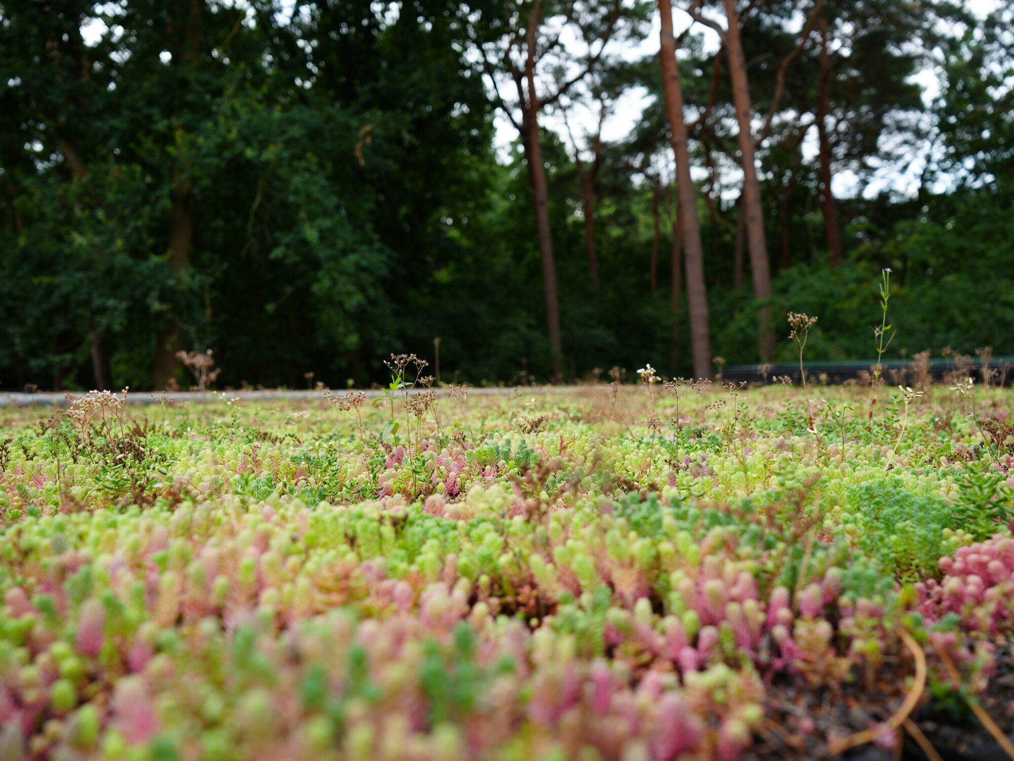 Grüne und rosa Bodendecker in einer Waldlichtung mit Bäumen im Hintergrund